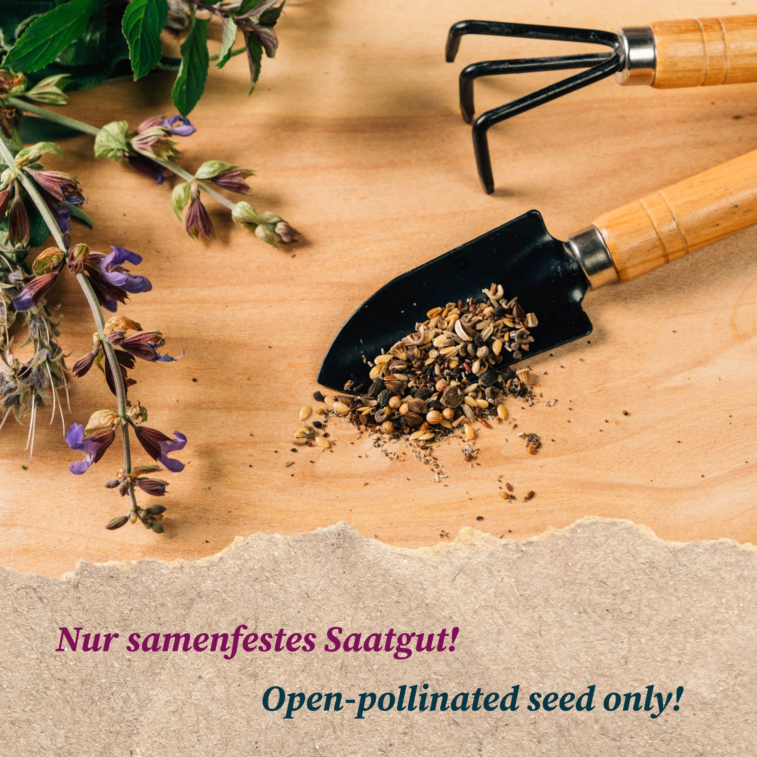 Wytrzymałe zielone szparagi 'Mary Washington' (Asparagus officinalis) 100 nasion