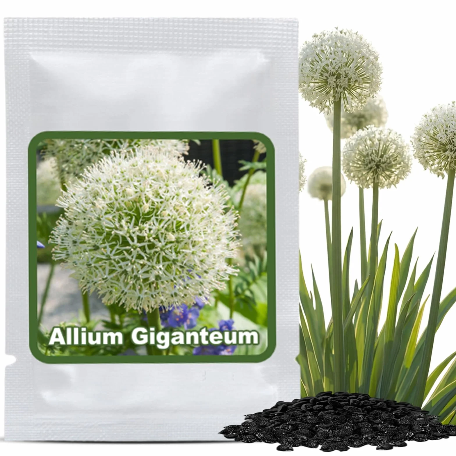 Magic of Nature Nasiona Czosnku Olbrzymiego (30 szt.) Allium giganteum, mrozoodporny i wieloletni - białe kwiaty do 150cm do Twojego ogrodu