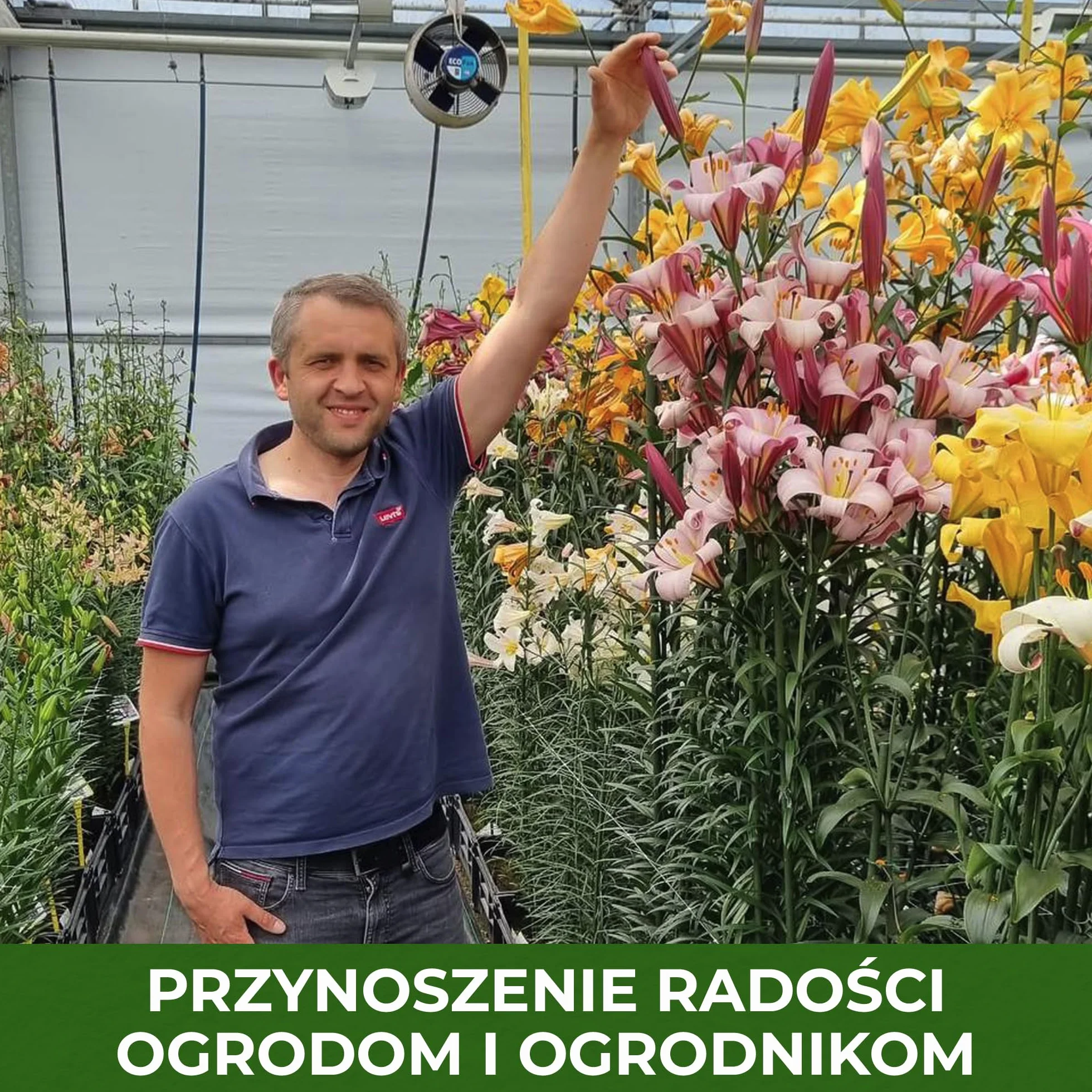 Wschodzące księżycowe lilie olbrzymie (3 cebule), wytrzymałe cebulki kwiatowe z Holandii do sadzenia w ogrodzie (duże bulwy, bez nasion, nie sztuczne) (wschodzący księżyc)