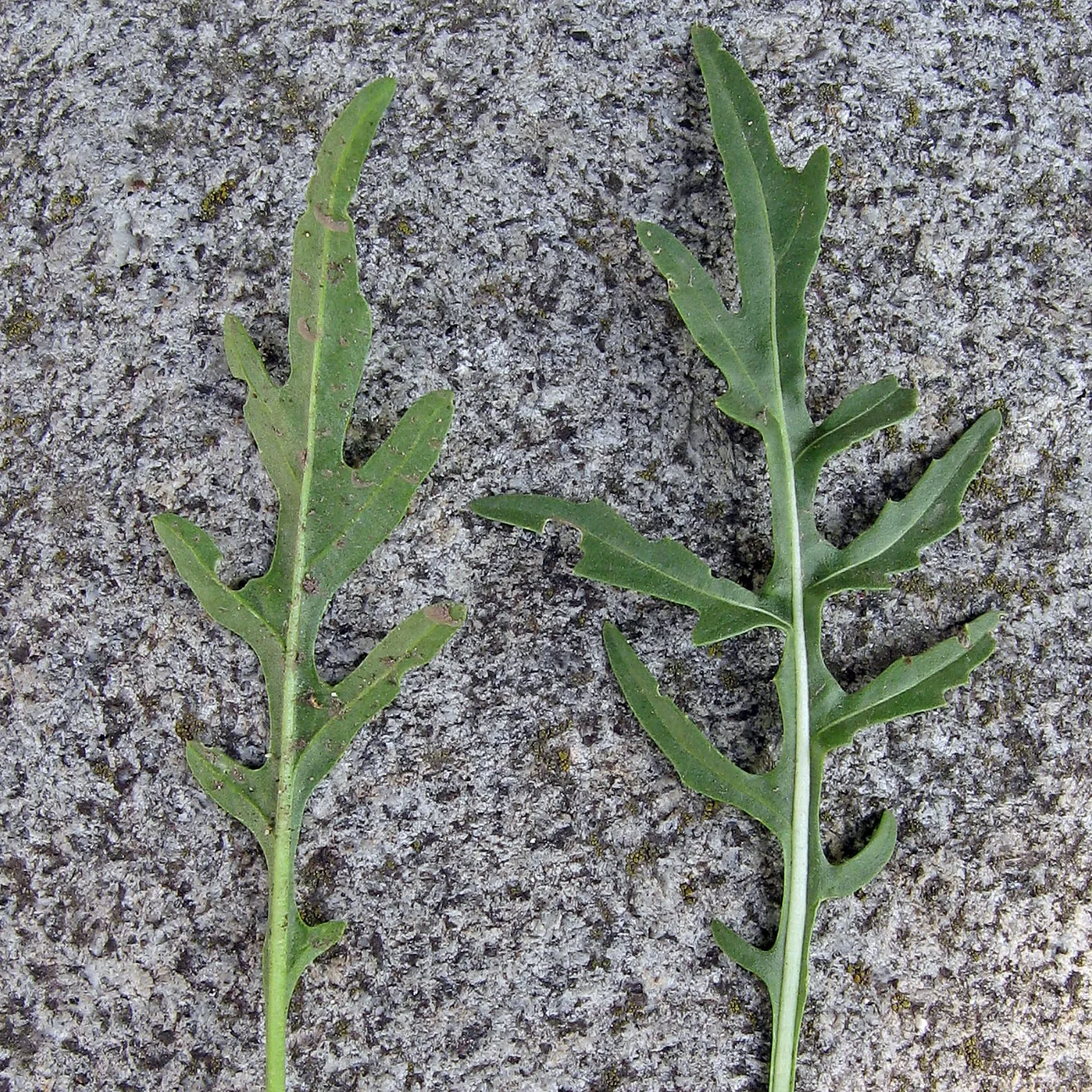 Dzika rukola / Rucola selvatica (Diplotaxis muralis) - ok. 1500 nasion