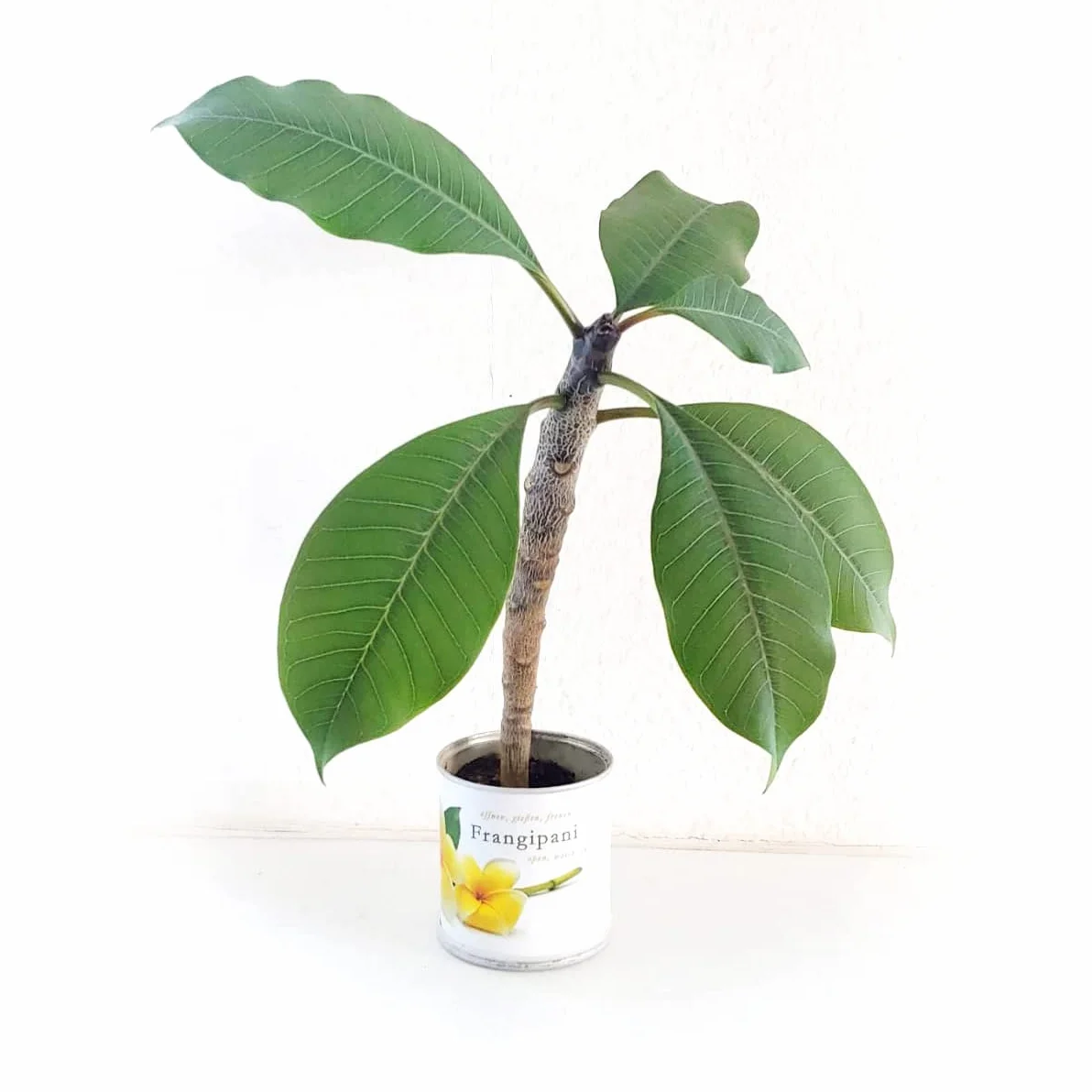Frangipani | zestaw do uprawy jako specjalny prezent | otwarcie podlewania radości, motyw "Dankeschön", drzewo świątynne, joga, drzewo do jogi, żółte