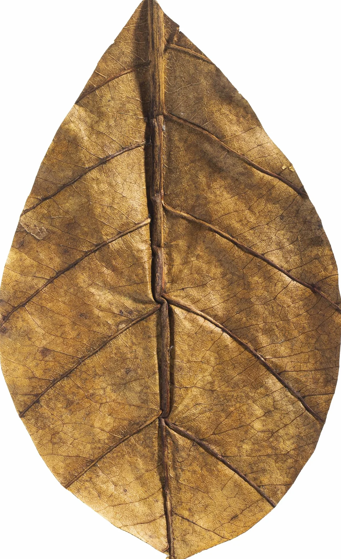 ARKA mySCAPE-CATAPPA Leaves - 8-12 cm / 10 sztuk - naturalny oczyszczacz wody z liści drzewa morskiego do akwariów słodkowodnych, poprawia zdrowie ryb i krewetek