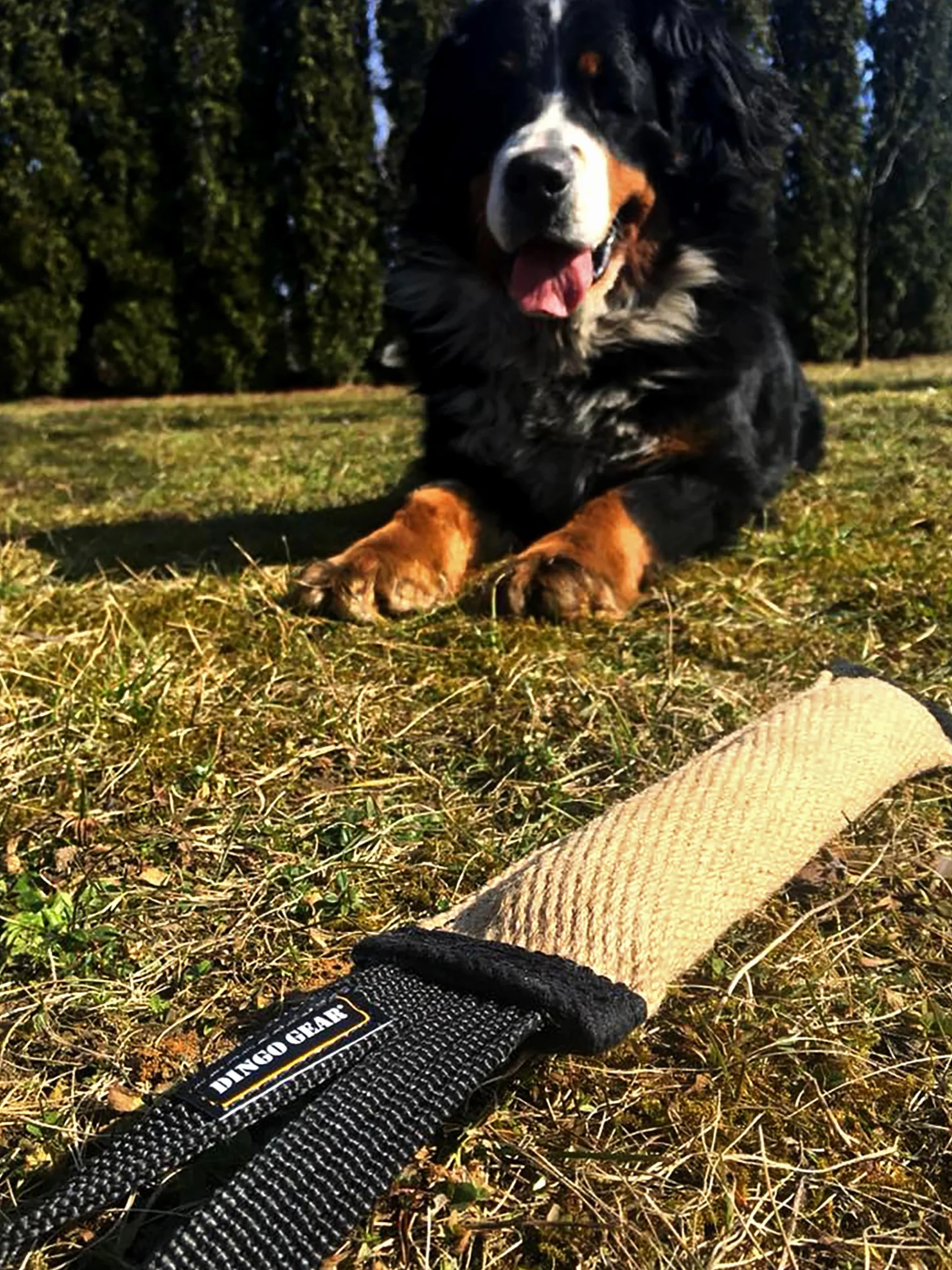 DINGO GEAR Zestaw narzędzi do treningu gryzienia Nylcot Mini Bite Sleeve Plus jutowy holownik niebieski