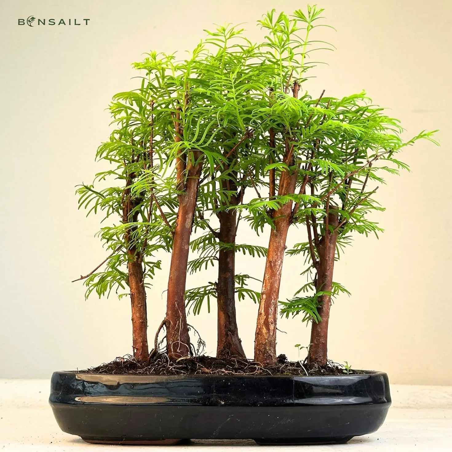 Bonsai las Metasequoia – żywy sekwoja w doniczce 25 cm, do użytku wewnątrz i na zewnątrz, rzadki pomysł na prezent, łatwa w pielęgnacji, roślina dekoracyjna do domu i biura