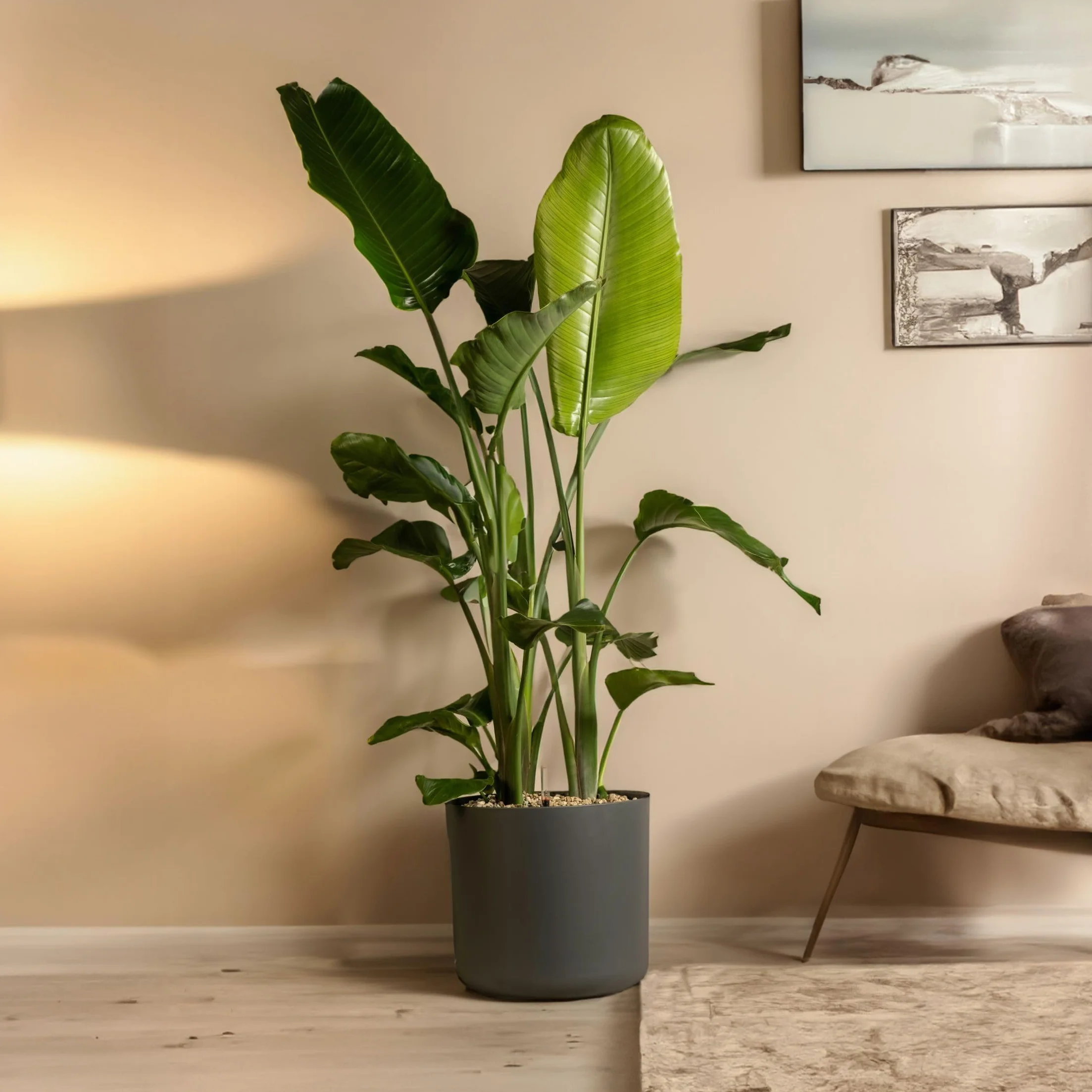 Plant in a Box - Strelitzia Nicolai z Ozdobnym Koszykiem - Rajski Ptak - Doniczka 17cm - Wysokość 55-70cm - Roślina Domowa