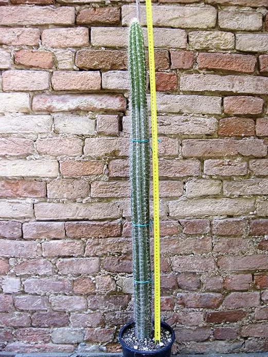Pilosocereus chrysacanthus 100cm, kaktus, sukulent