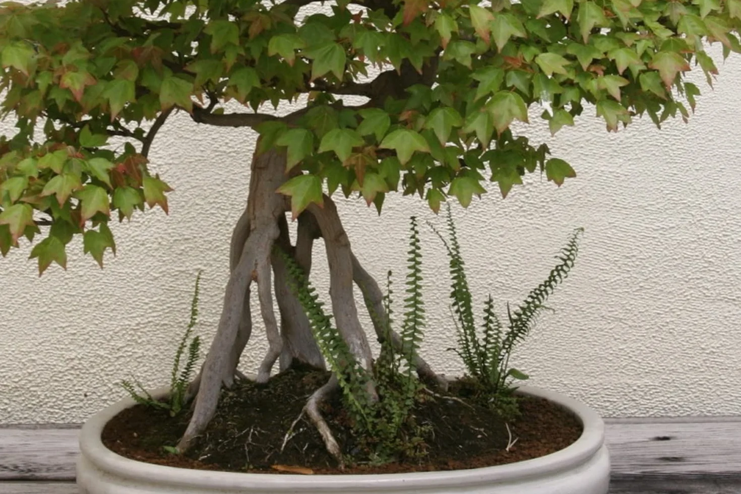 SAFLAX - Bonsai - Klon Trójzębny - 30 Nasiona - Acer buergerianum