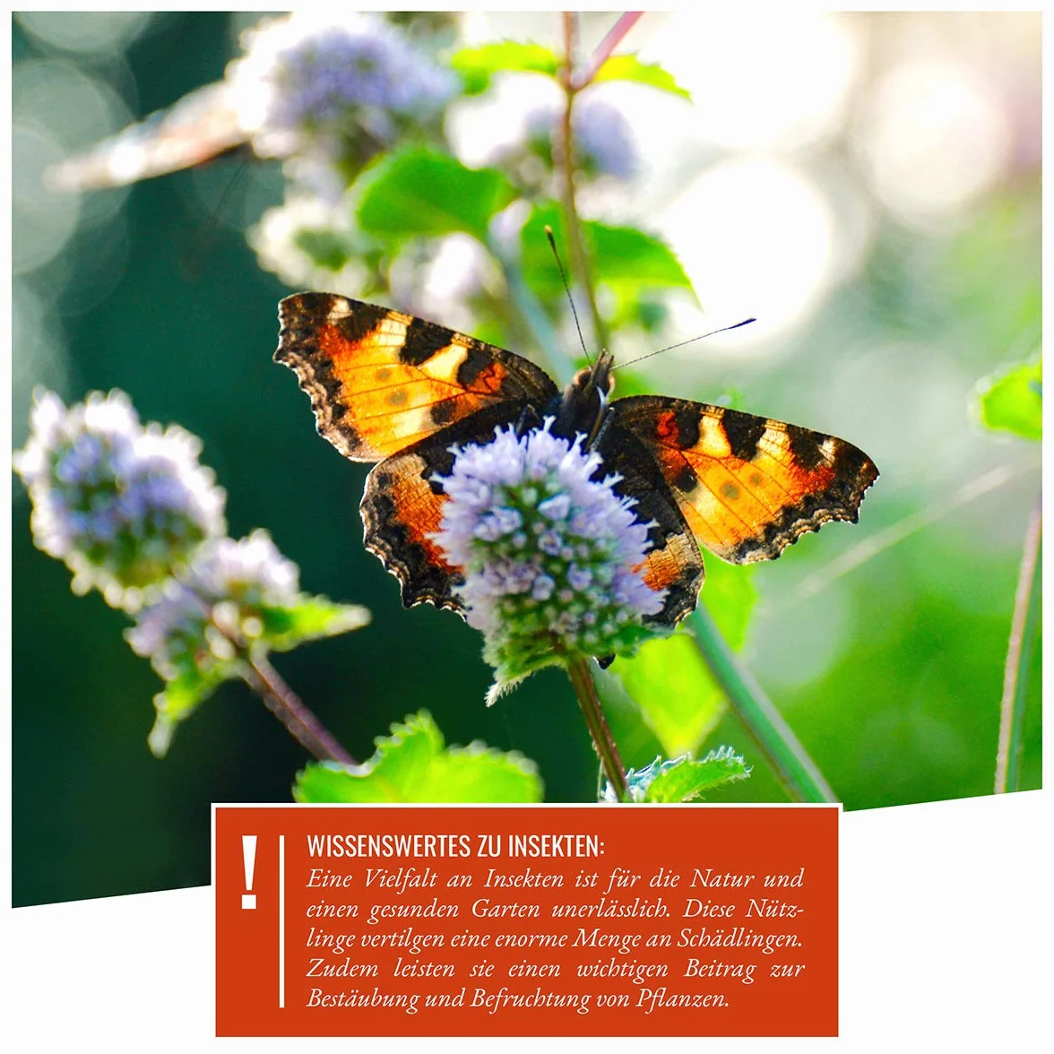 wildtier herz | Domek ogrodowy na owady z naturalnego drewna - odporny na warunki atmosferyczne - Ekologiczny schronienie dla motyli osy pszczół chrząszczy - łatwa pielęgnacja - trwała
