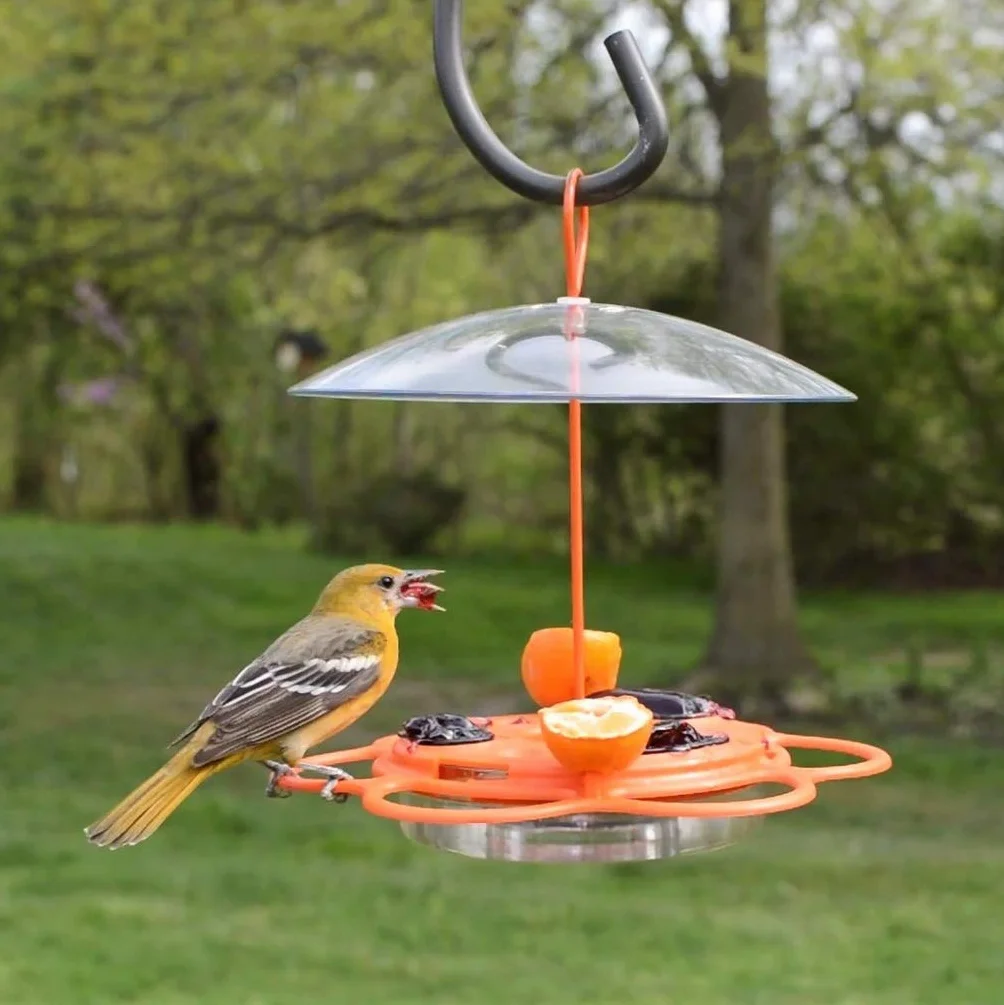 Nature's Way OFP1 All-in-One Oriole Buffet karmnik dla ptaków, pomarańczowy