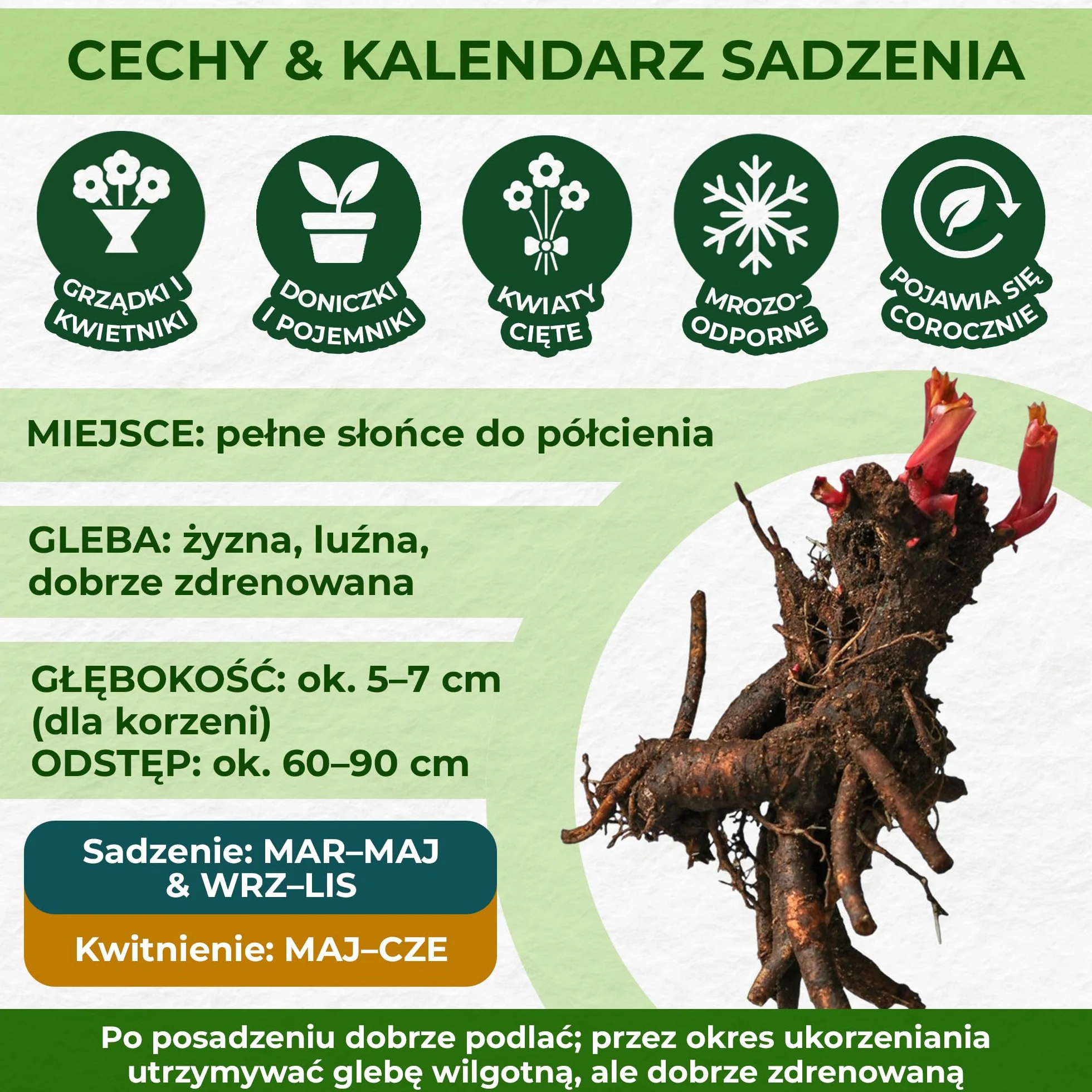 Piwonia Purple Passion (1 roślina), hybryda dużej piwonii, odporna bylina, rośliny z Holandii do ogrodu i doniczek (bez nasion, cebul i nie sztuczne)