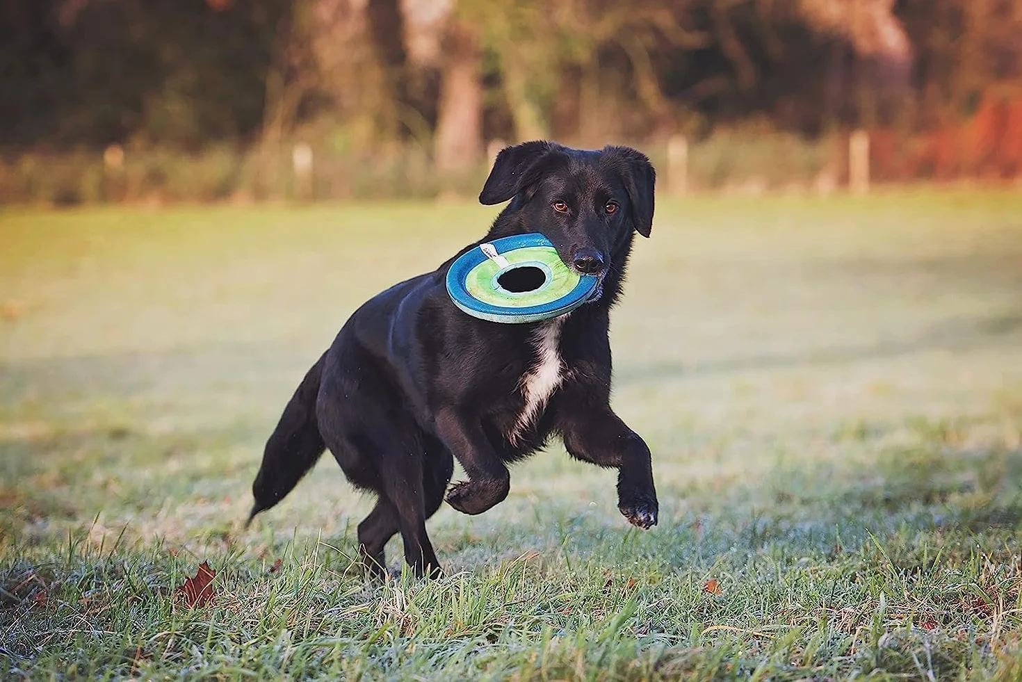 Chuckit! Max Glow Latający Pierścień Frisbee dla Psa - Ładowalny, Wysoka Widoczność