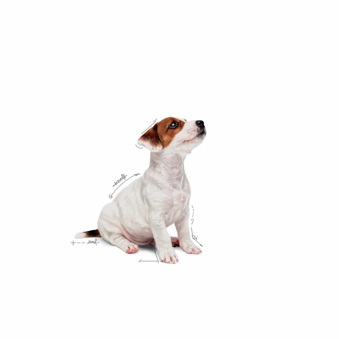 Royal Canine Puppy Mini Pudełko 1000 g