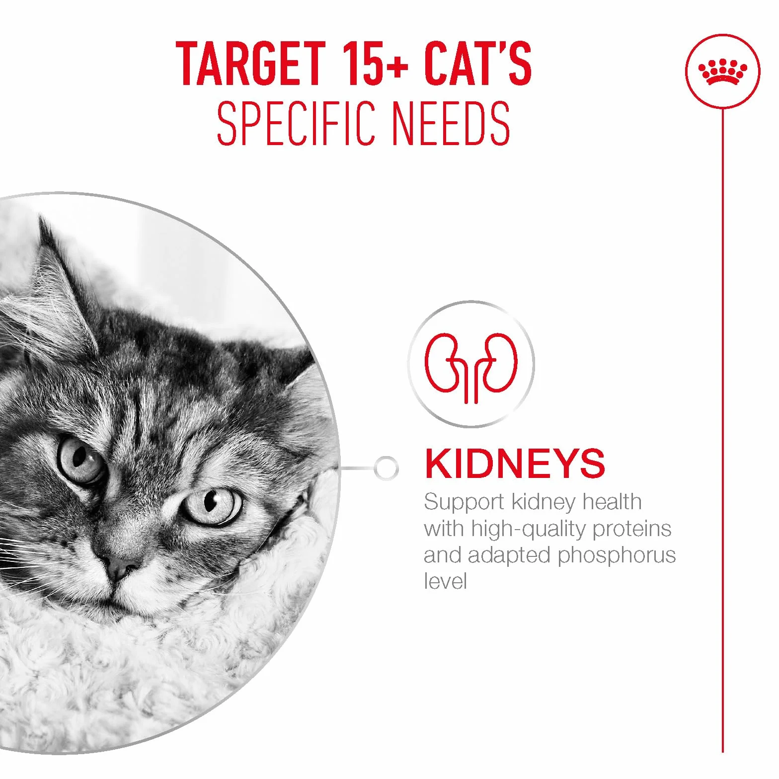 Royal CANIN AGEING 15+ Sucha karma dla starszych kotów 400 g