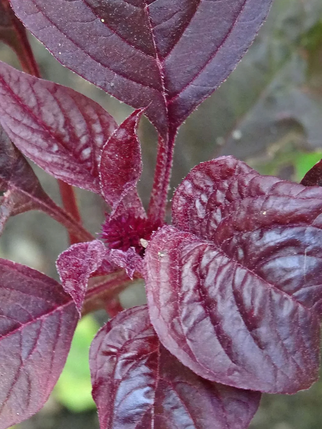 Szarłat czerwony (Amaranthus lividus) 500 nasion amarantus warzywny