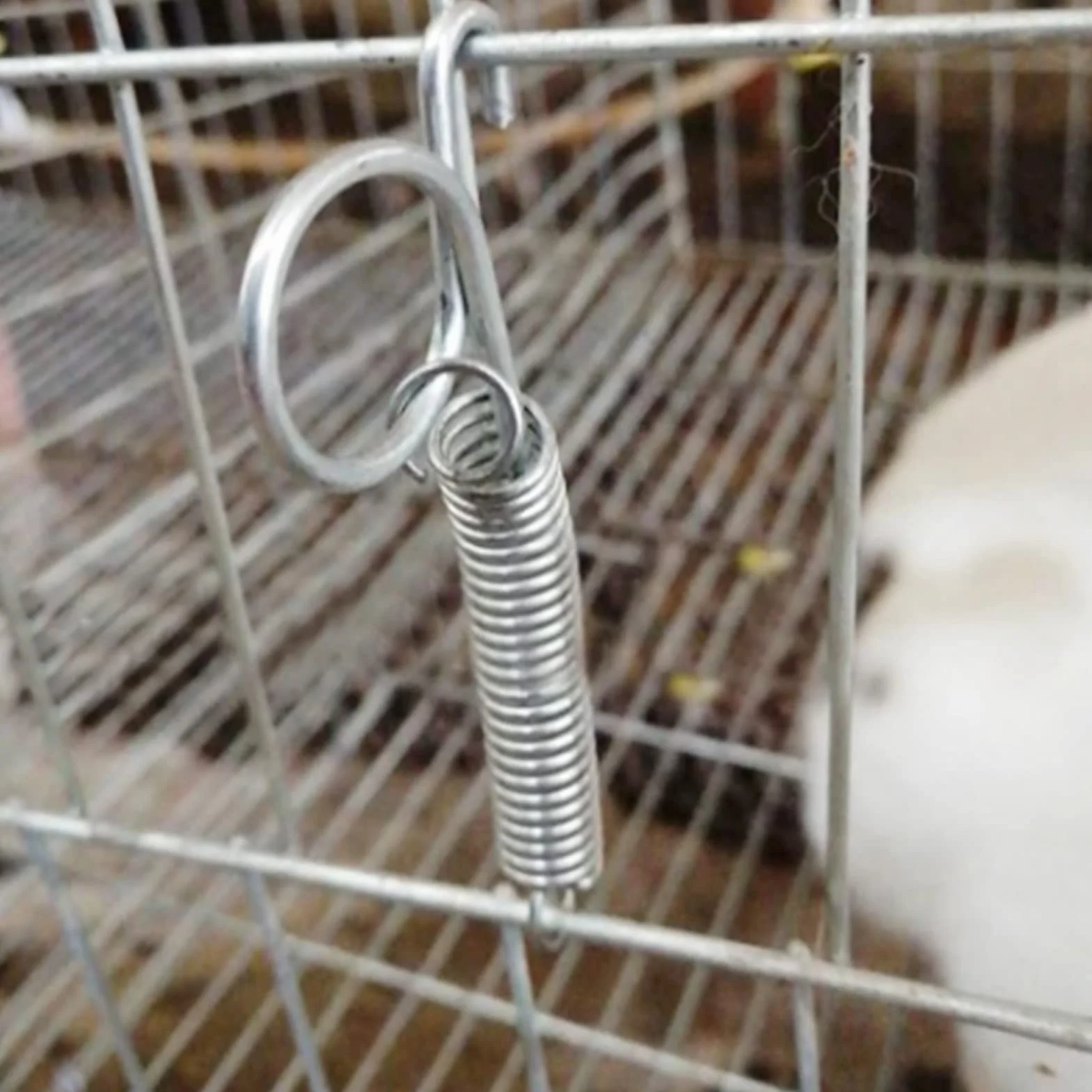 20 sztuk płyta mocująca drzwi klatki metalowy palec wiosna hak blokujący wielofunkcyjny hak sprężynowy drzwi klatki używany do mocowania królik klatka dla zwierząt drzwi Farm(Large)