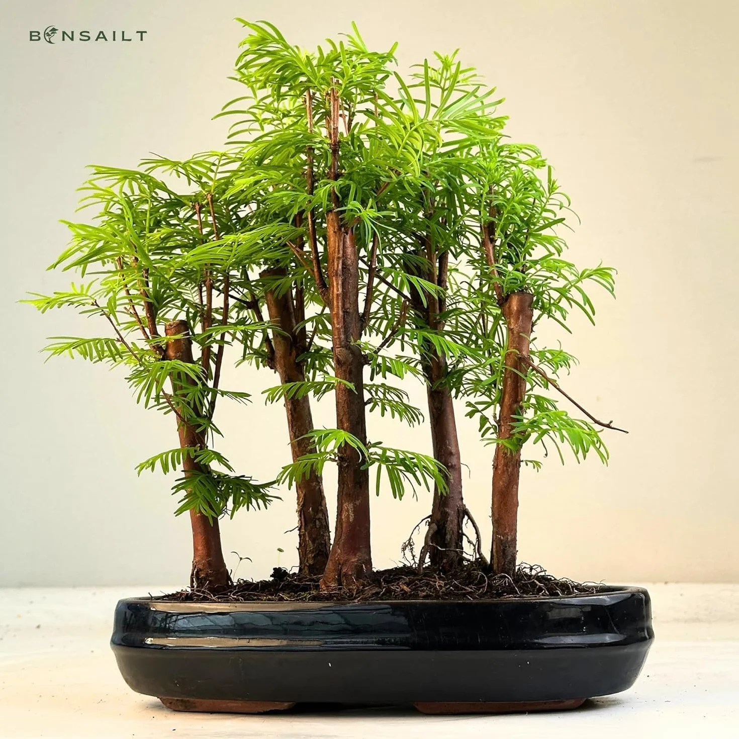 Bonsai las Metasequoia – żywy sekwoja w doniczce 25 cm, do użytku wewnątrz i na zewnątrz, rzadki pomysł na prezent, łatwa w pielęgnacji, roślina dekoracyjna do domu i biura