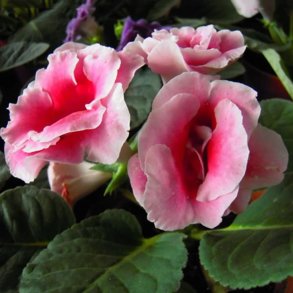 120 Sztuk Mieszane Gloksynia Calibrachoa Petunia Nasiona Kwiatów Ogród Yard Roślina Bonsai Kwiat Drzewo Owocowe Nasiona Warzyw Nasiona gloksynii 120pcs
