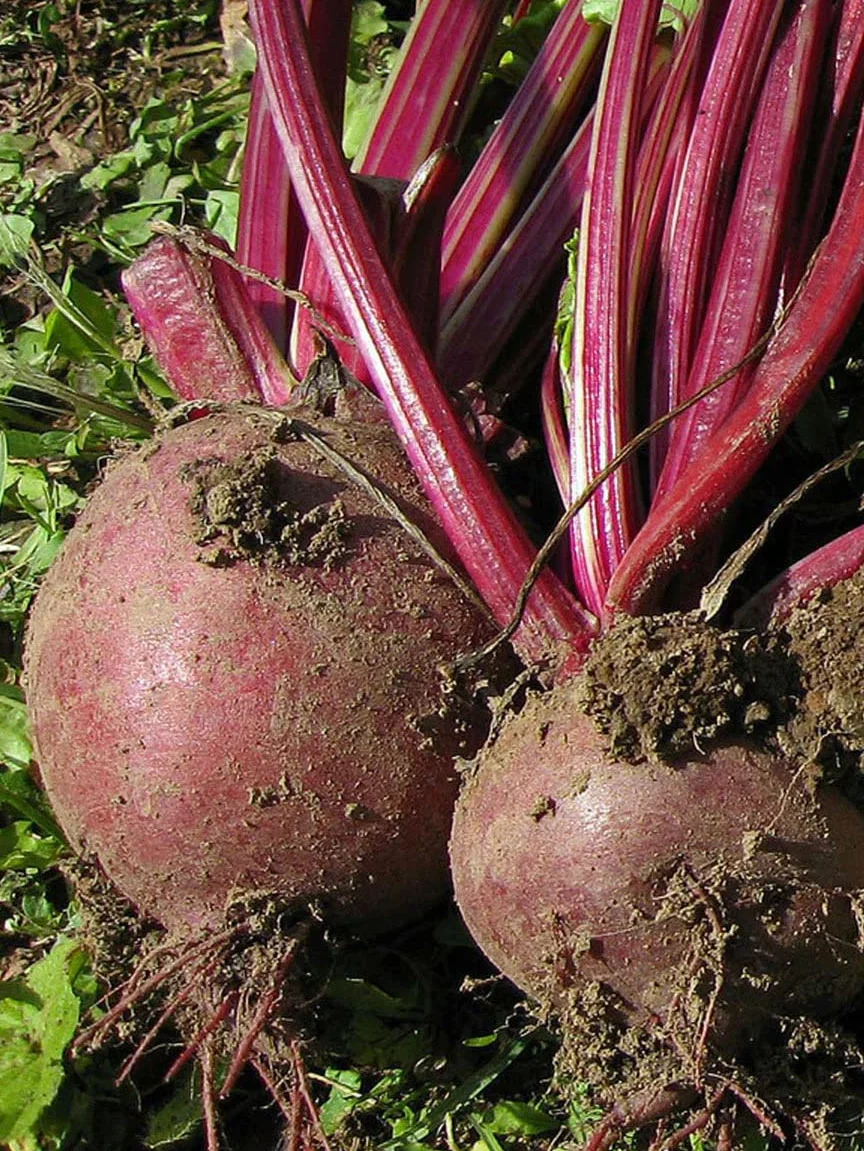 Burak czerwony 'Boltardy' (Beta vulgaris) 200 nasion burak burak Rohne