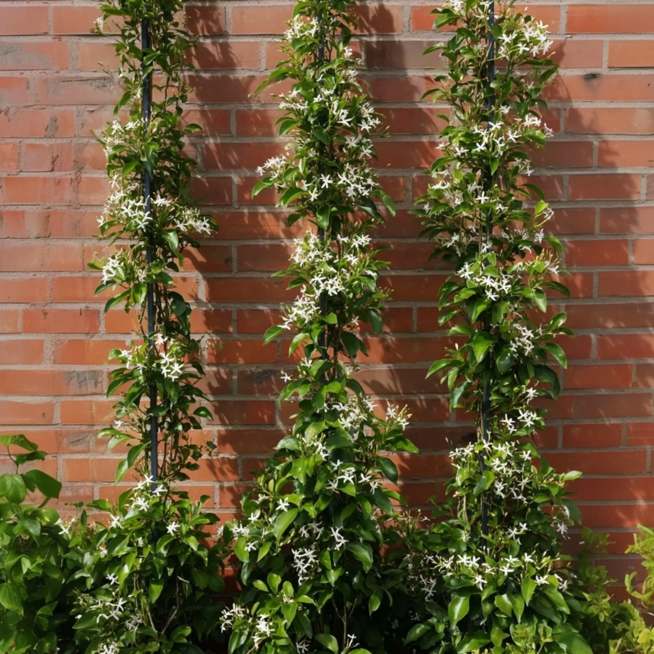 Plant in a Box - Jaśmin Toskański - Zestaw 2 sztuk - Trachelospermum jasminoides - Wys. 110-120 cm - Doniczka 17 cm - Roślina pnąca