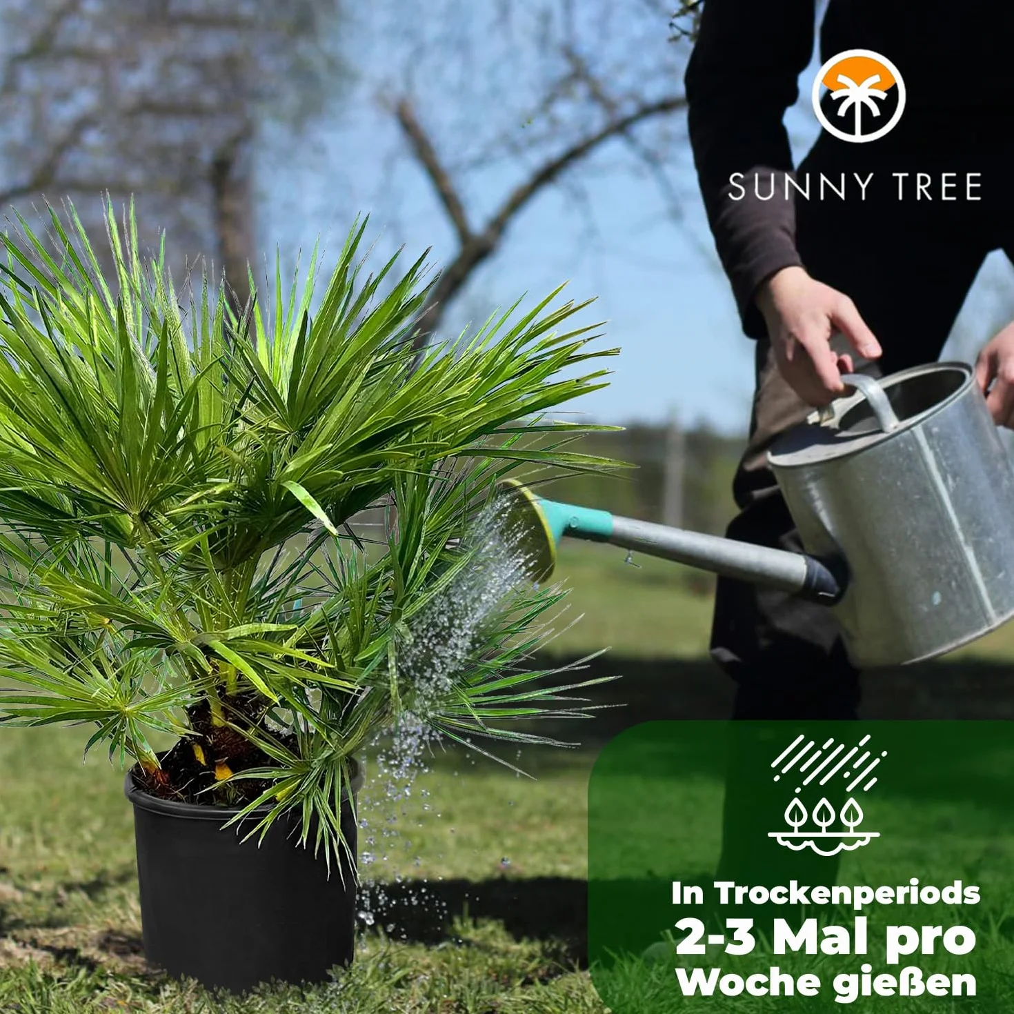 Chamaerops Humilis - Europejska Palma Karłowata 80 cm - Mrozoodporna Roślina Doniczkowa z Regionu Śródziemnomorskiego