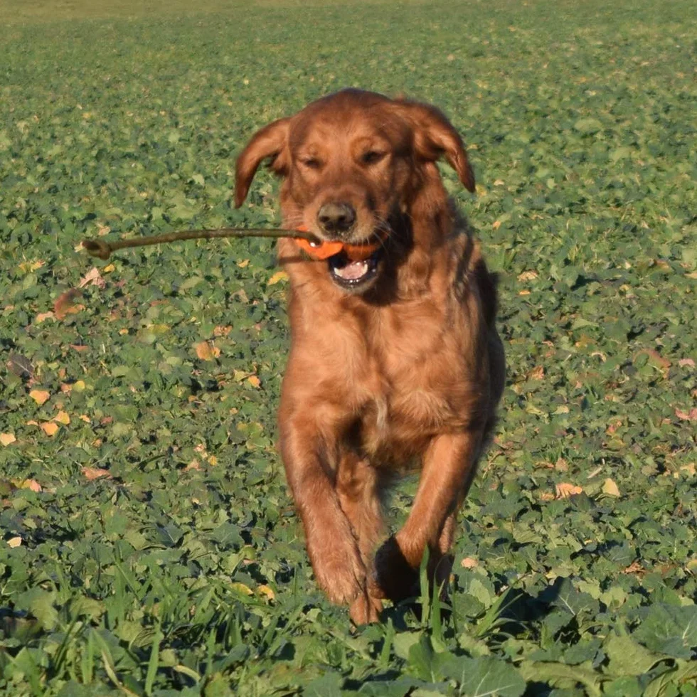 Piłka do treningu apportacji Dummyball 150 g pomarańczowa z długą linką