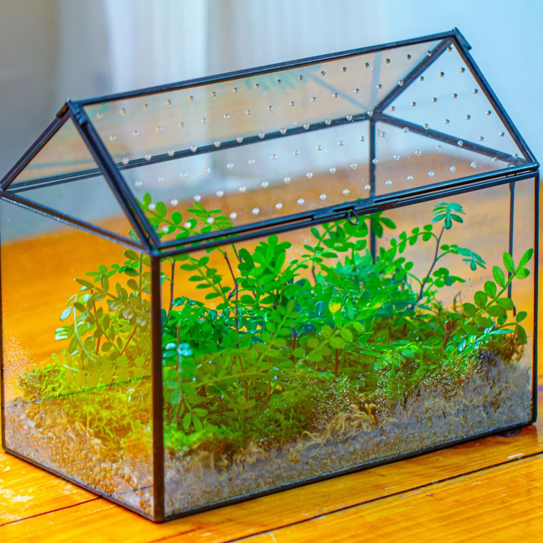 NCYP Szklane terrarium w kształcie domu z akrylową pokrywką, duże, geometryczne pudełko terrarium na ślimaki, paprocie, sukulenty, rośliny powietrzne, czarna dekoracja blatu (bez roślin)
