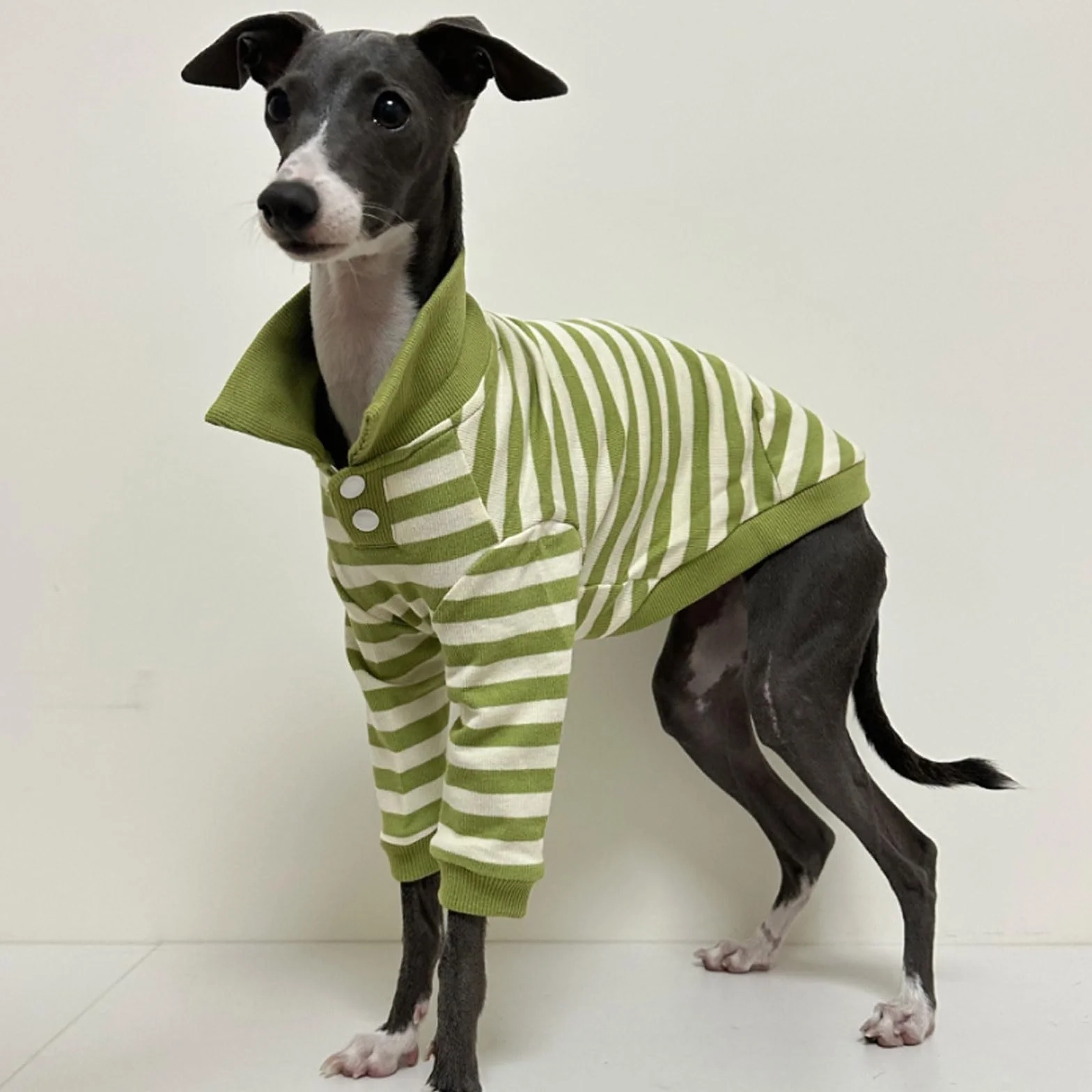 Sweter koszulka polo dla charta włoskiego whippet Bedlington Terrier zielono-białe paski długie rękawy