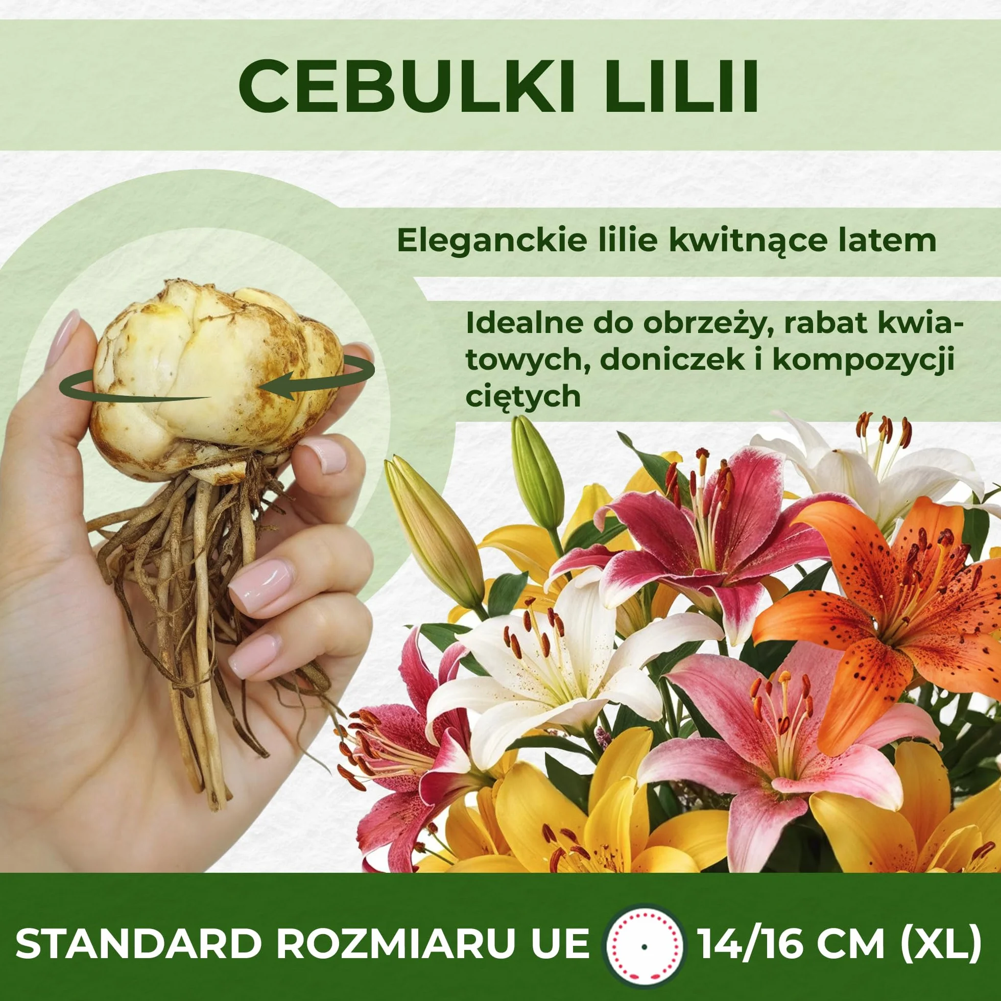Wschodzące księżycowe lilie olbrzymie (3 cebule), wytrzymałe cebulki kwiatowe z Holandii do sadzenia w ogrodzie (duże bulwy, bez nasion, nie sztuczne) (wschodzący księżyc)
