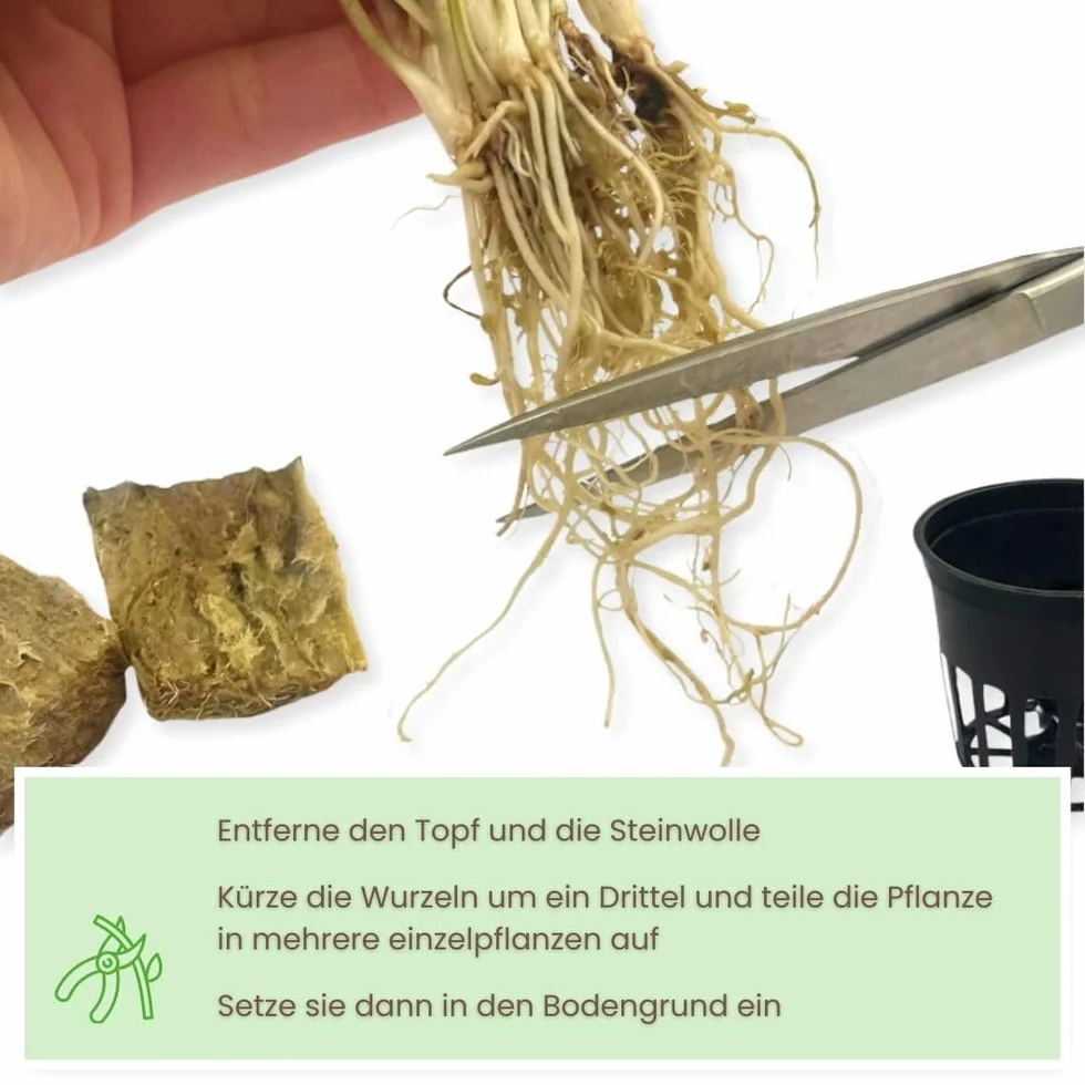 AquaOne Rośliny akwariowe Anubias Microsorum Cryptocoryne Limnophila zestaw łatwe w pielęgnacji rośliny wodne