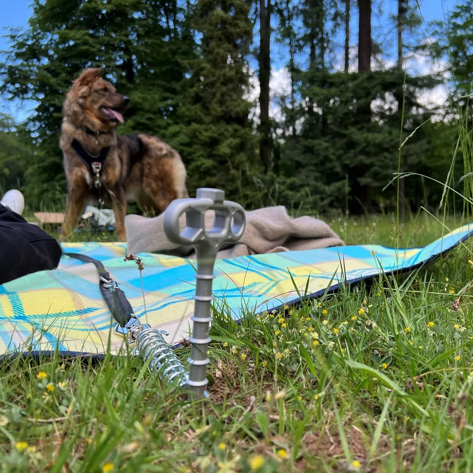 PeggyPeg Śrubowy śledź PetPeg z regulacją wysokości, mocowanie smyczy