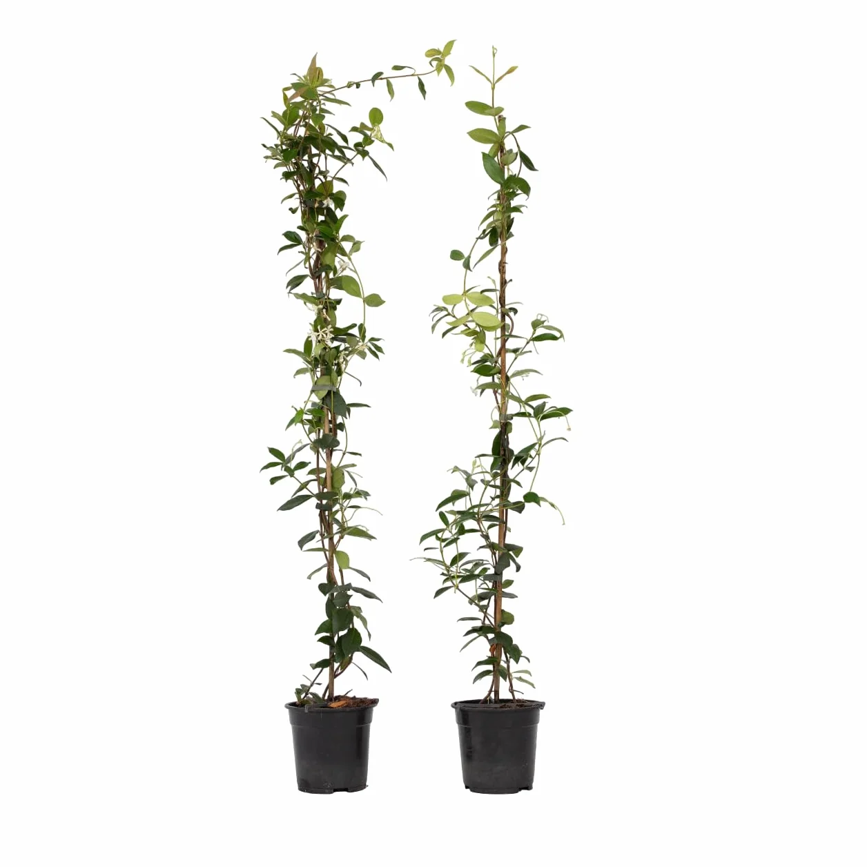 Plant in a Box - Jaśmin Toskański - Zestaw 2 sztuk - Trachelospermum jasminoides - Wys. 110-120 cm - Doniczka 17 cm - Roślina pnąca
