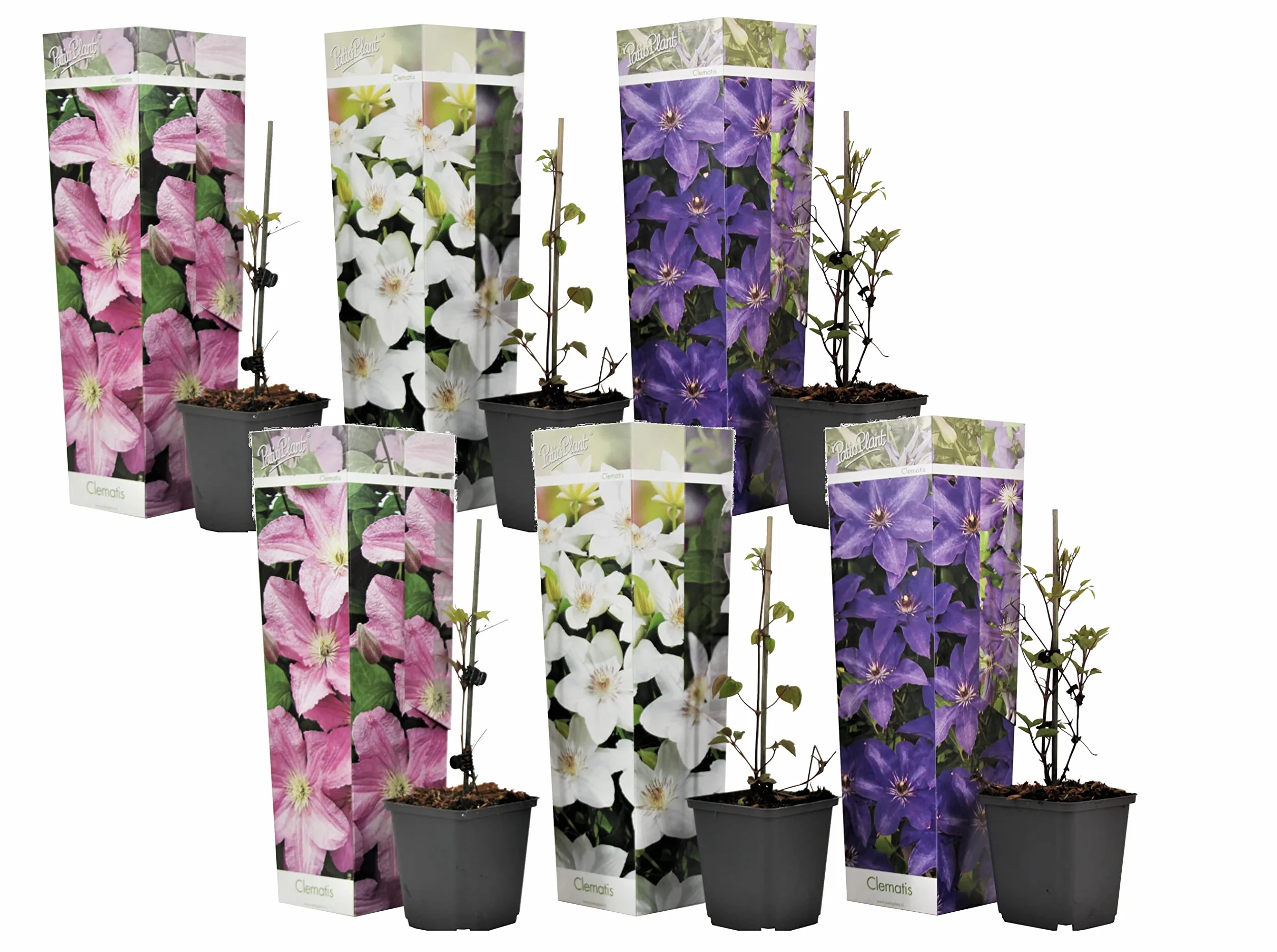 Plant in a Box - Powojnik pnący - Clematis - Mix 6 roślin - Doniczka 9cm - Wysokość 25-40cm - Rośliny mrozoodporne