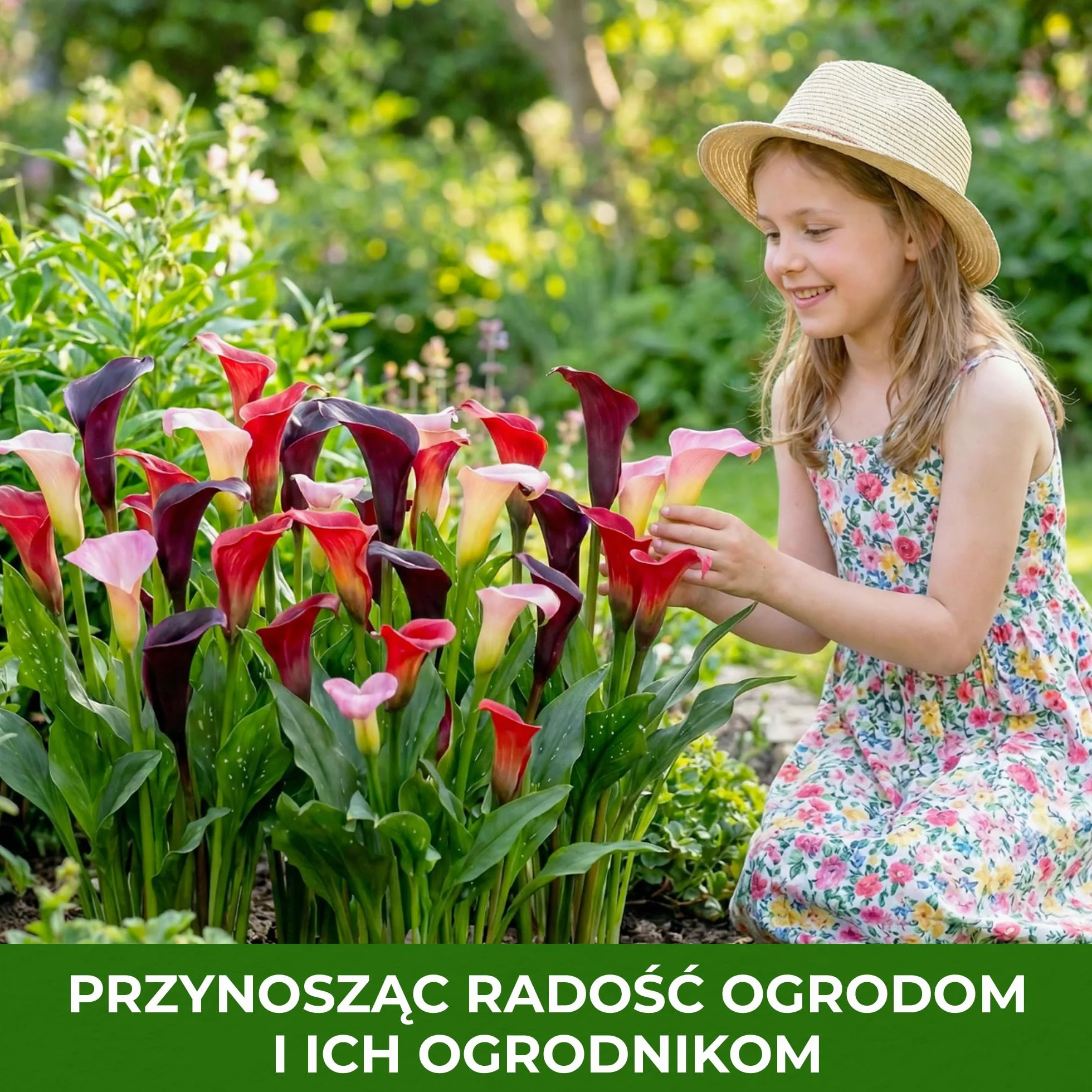 Kolekcja cebul Sunny Calla Lily, 10 sztuk Zantedeschia, 5 odmian, po 2 mieszanki kolorów, idealna jako roślina doniczkowa i ogrodowa, mieszanka cebul kwiatowych z Holandii (bez nasion, nie sztuczna)