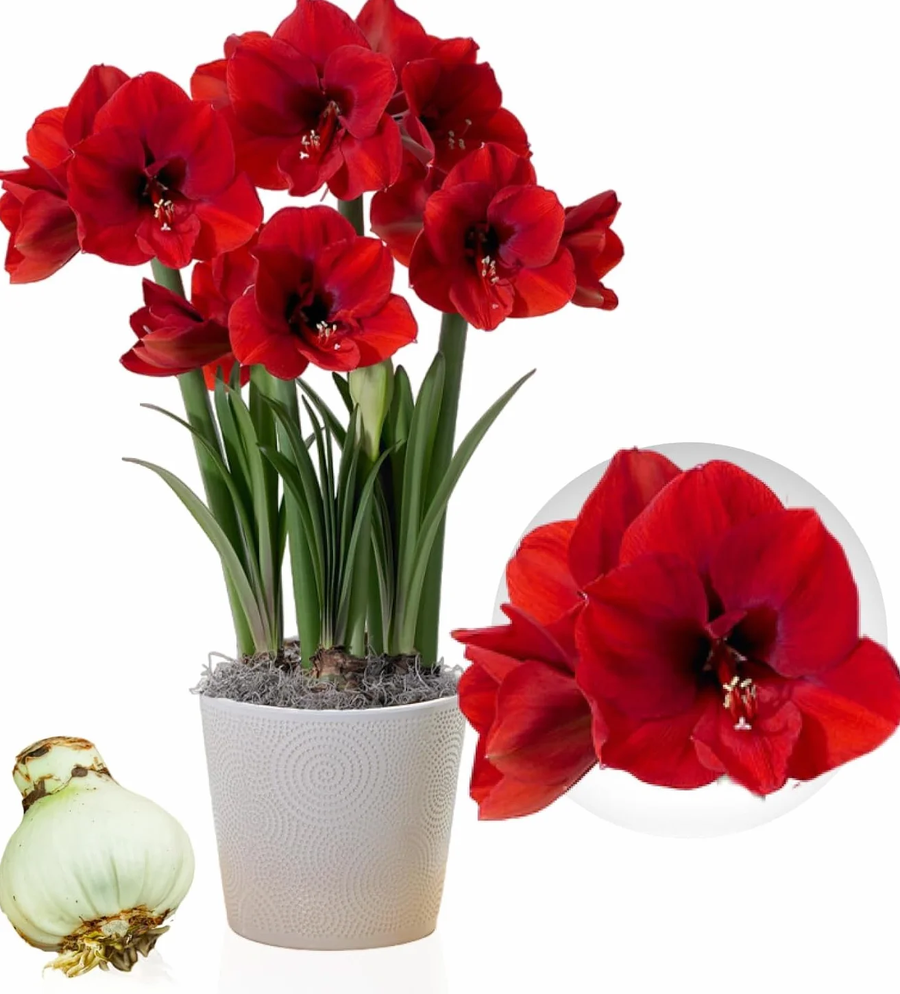 Cebula Amarylis Red Lion, 1 cebula kwiatowa w dużym formacie 26/30, ekskluzywna rośliny i kwiaty z Holandii, prawdziwe hippeastrum (bez nasion, wosku i nie sztuczne)