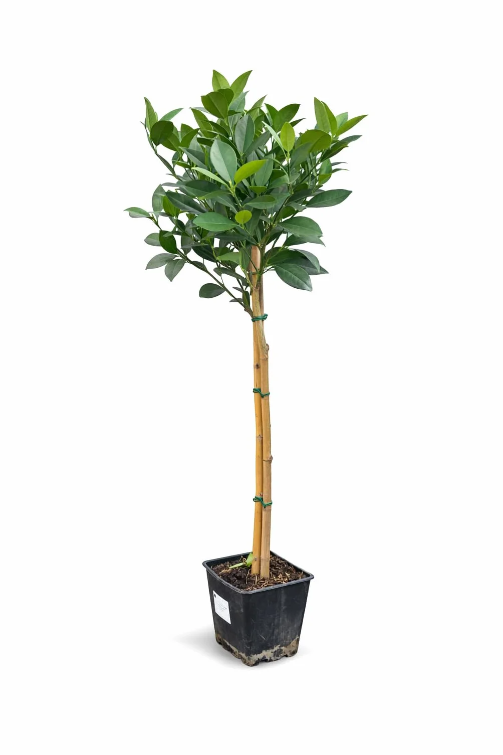 Drzewko pomarańczowe Citrus sinensis 'Washington Navel' 120-140 cm – soczyste pomarańcze słodkie, łatwe w pielęgnacji i wydajne, idealne do ogrodu, na taras i do ogrodu zimowego – zimozielone i