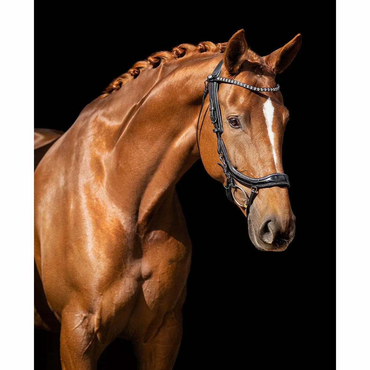 Reittrensen für Pferde Presteq FaySport Glitter