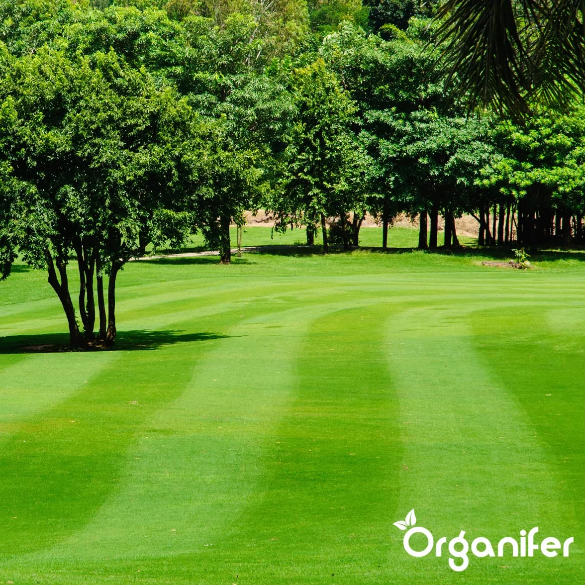 Nawóz Siarczan Żelaza (20 Kg - 1000 M2) - Mech - Nawóz Do Trawników - Czysty Trawnik - Siarczan Żelaza Do Trawników - Organifer
