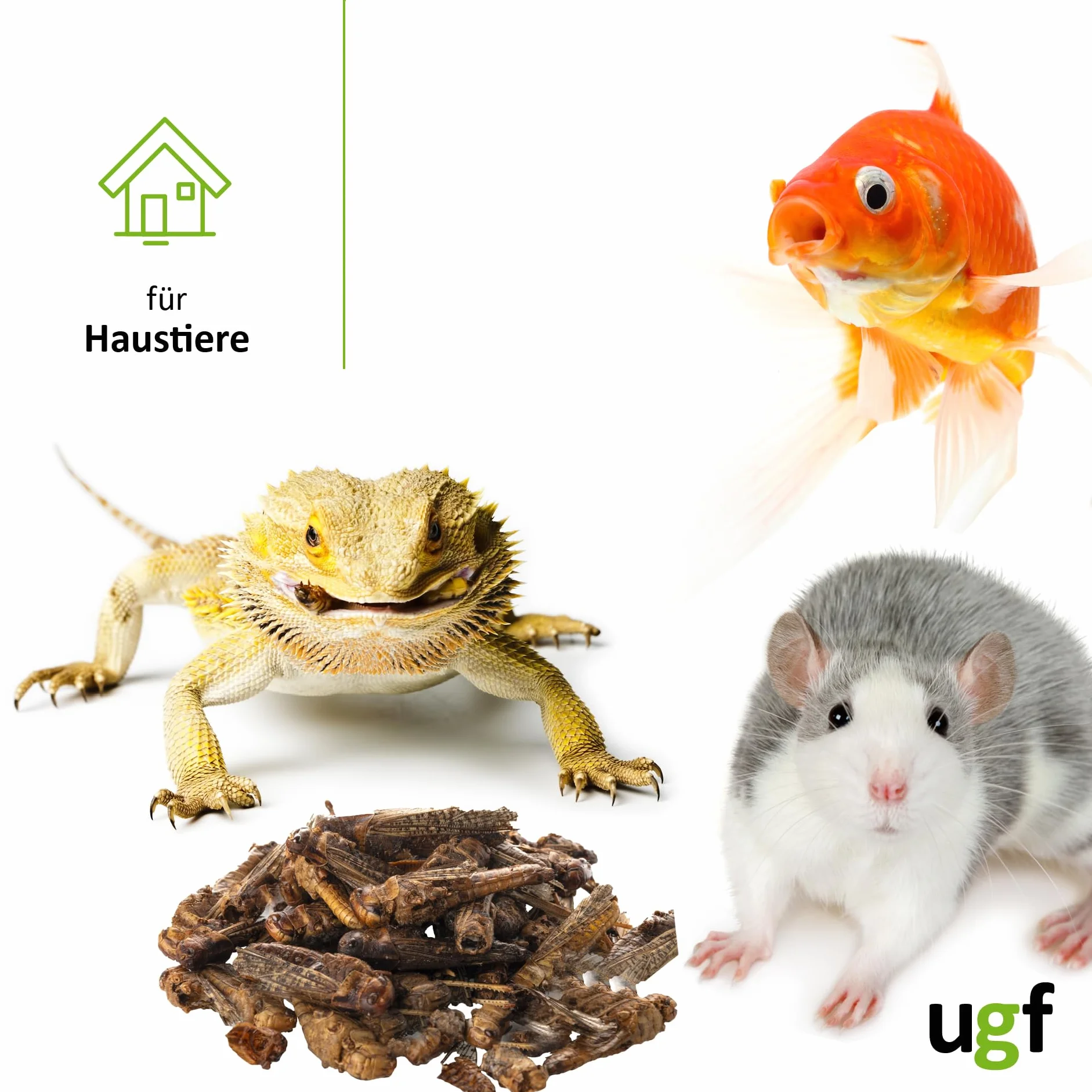 UGF suszone koniki polne 65 g wiadro 500 ml karma dla gadów gryzoni jeży jaszczurek dzikich ptaków