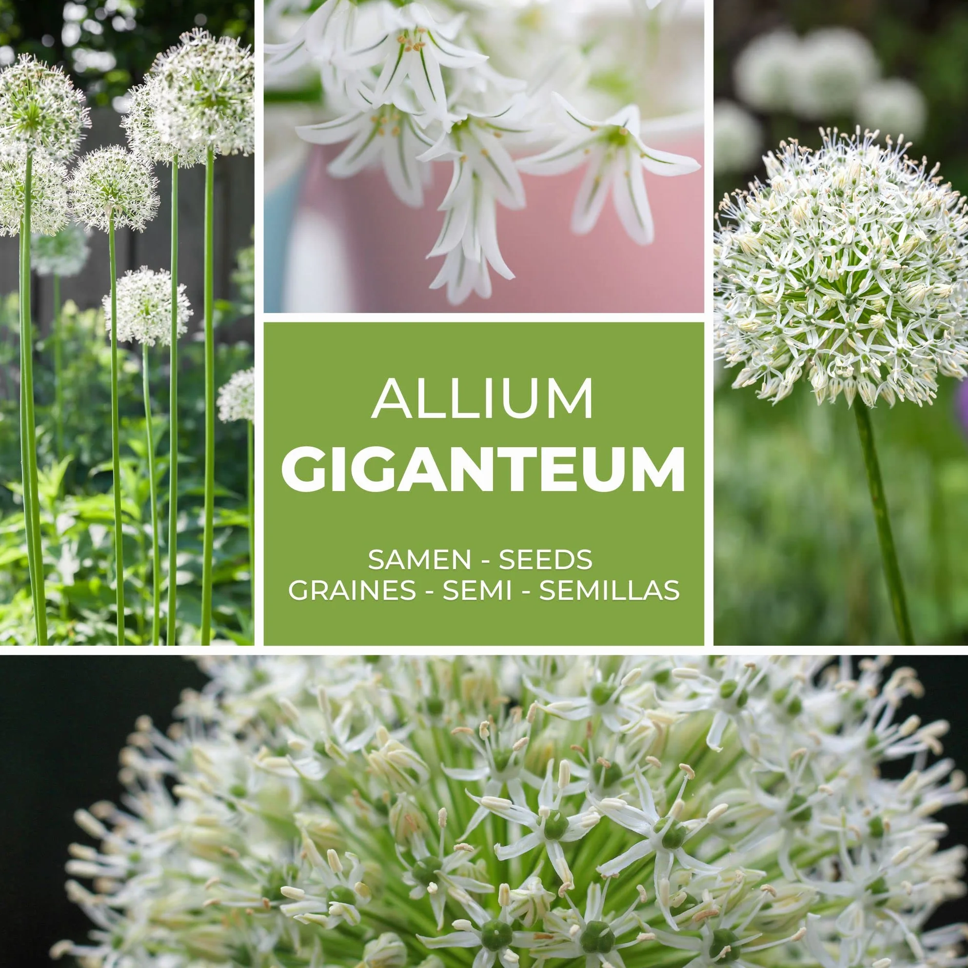 Magic of Nature Nasiona Czosnku Olbrzymiego (30 szt.) Allium giganteum, mrozoodporny i wieloletni - białe kwiaty do 150cm do Twojego ogrodu