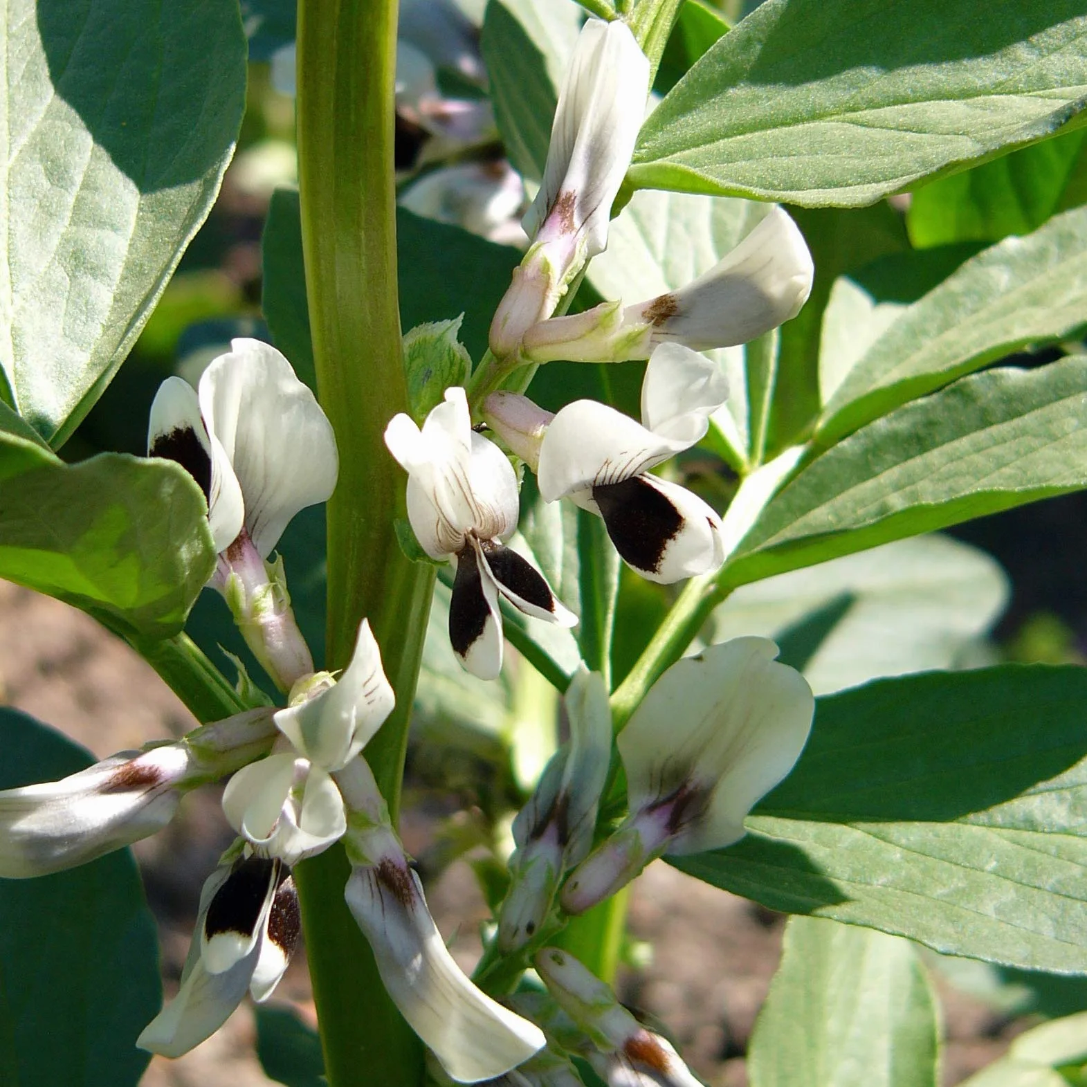 Bób (Vicia faba) - około 50 nasion