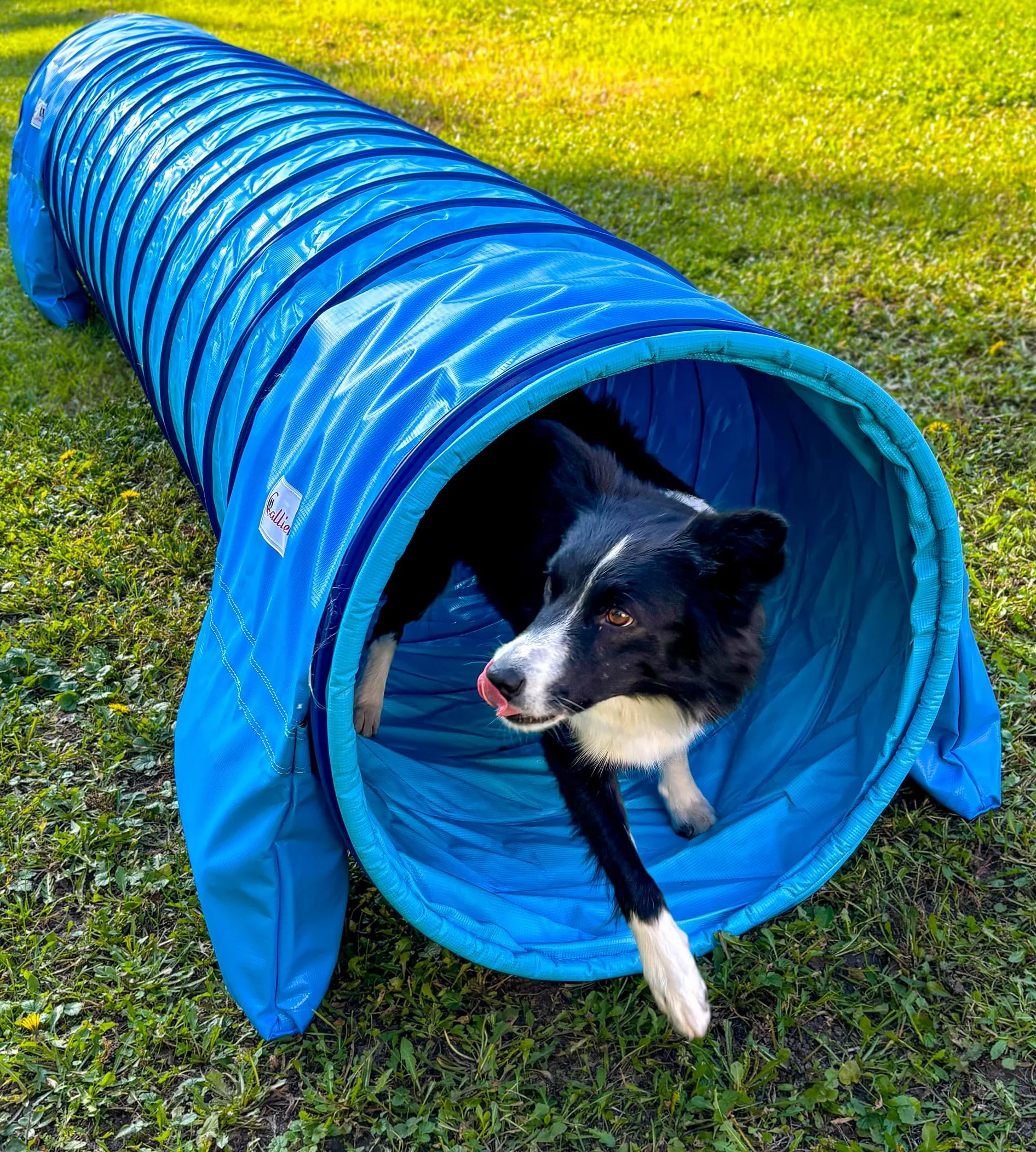 Callieway® Tunel Agility dla Psa Profi 4m Niebiesko-cyjan