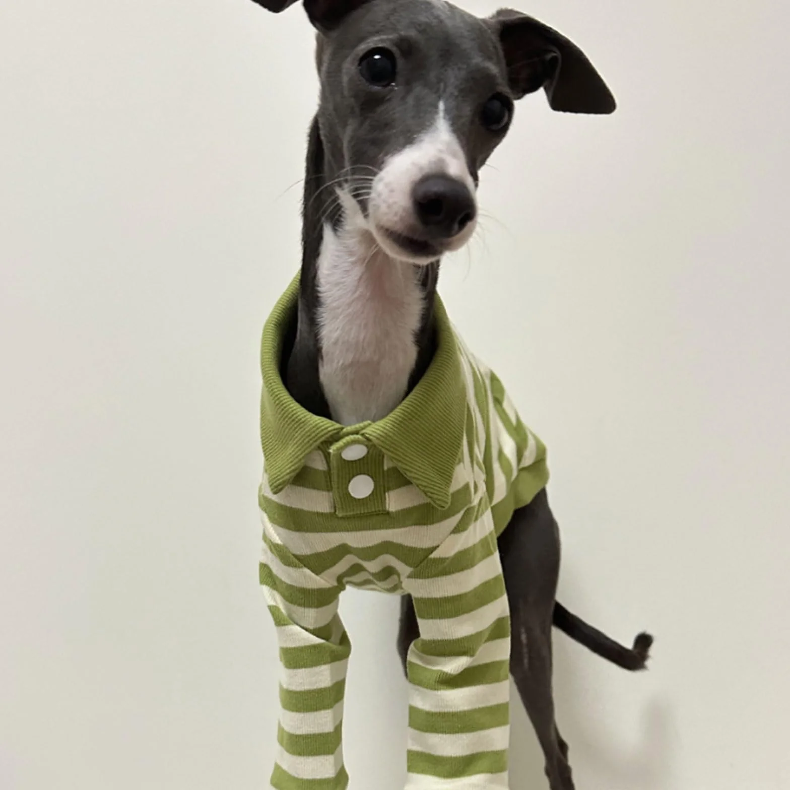 Sweter koszulka polo dla charta włoskiego whippet Bedlington Terrier zielono-białe paski długie rękawy