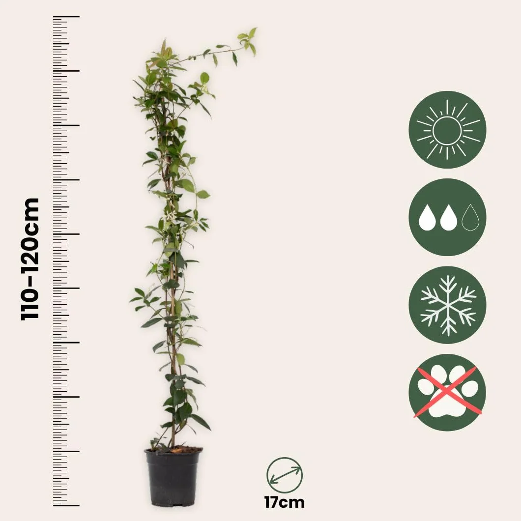 Plant in a Box - Jaśmin Toskański - Zestaw 2 sztuk - Trachelospermum jasminoides - Wys. 110-120 cm - Doniczka 17 cm - Roślina pnąca