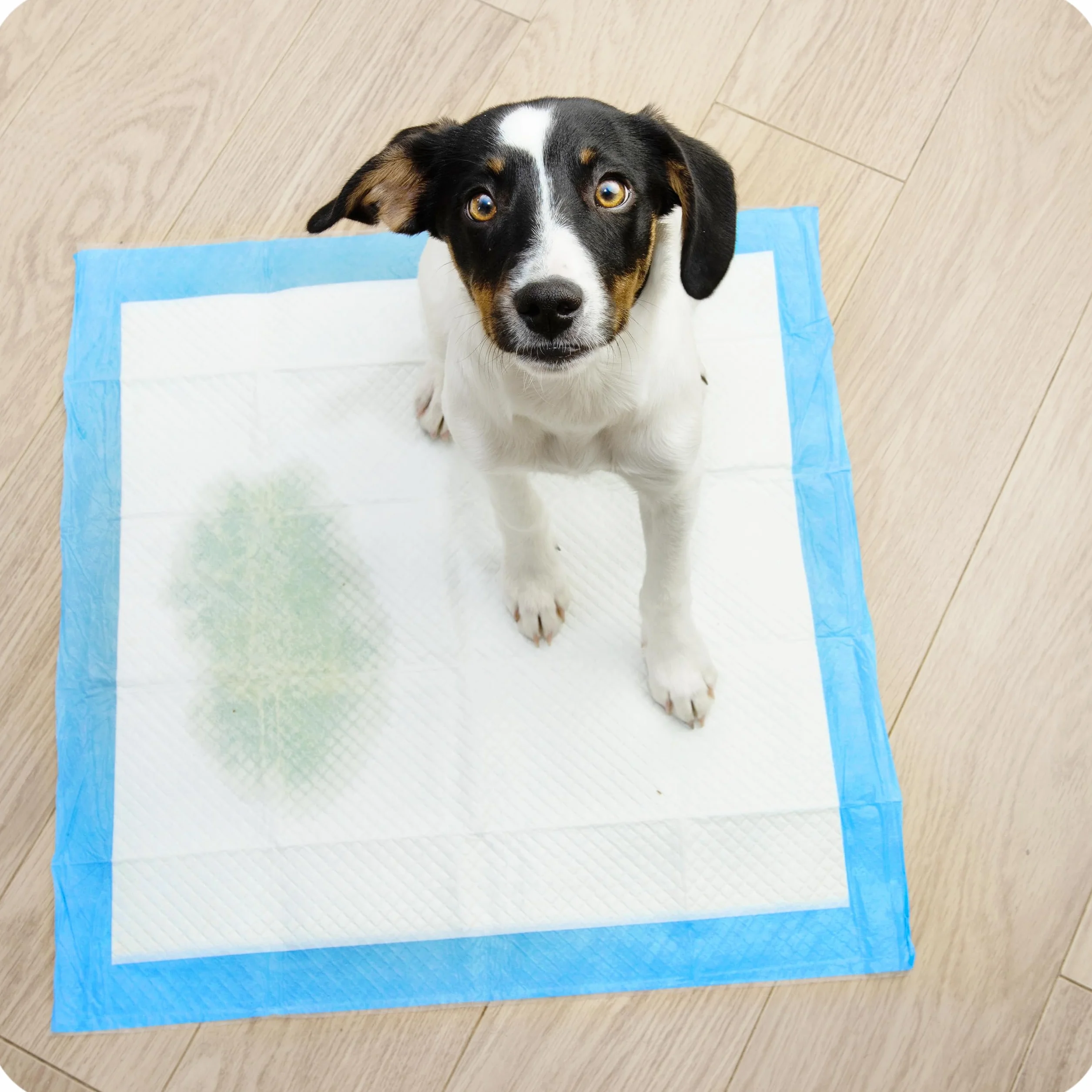 KRUMAD Podkłady Treningowe dla Psa i Kota 50 sztuk 6 Warstw Maty Chłonne 60 x 60 cm