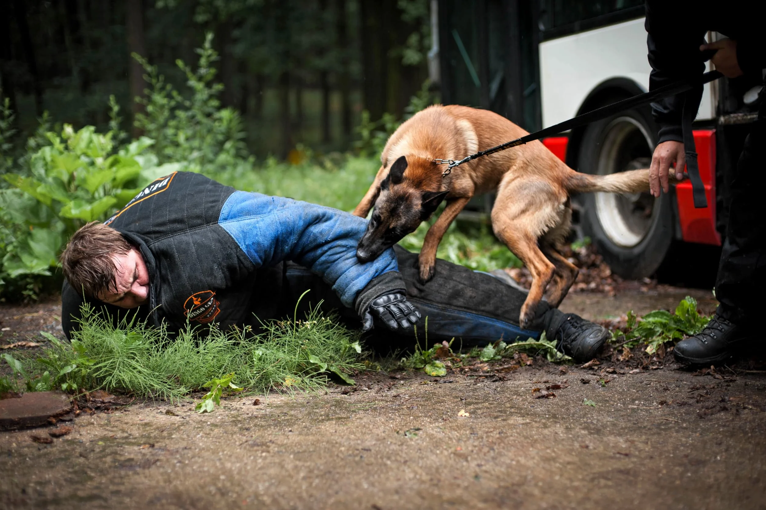 Dingo Gear pełny gryzienie garnitur do szkolenia psa K9 IGP niebieski XL