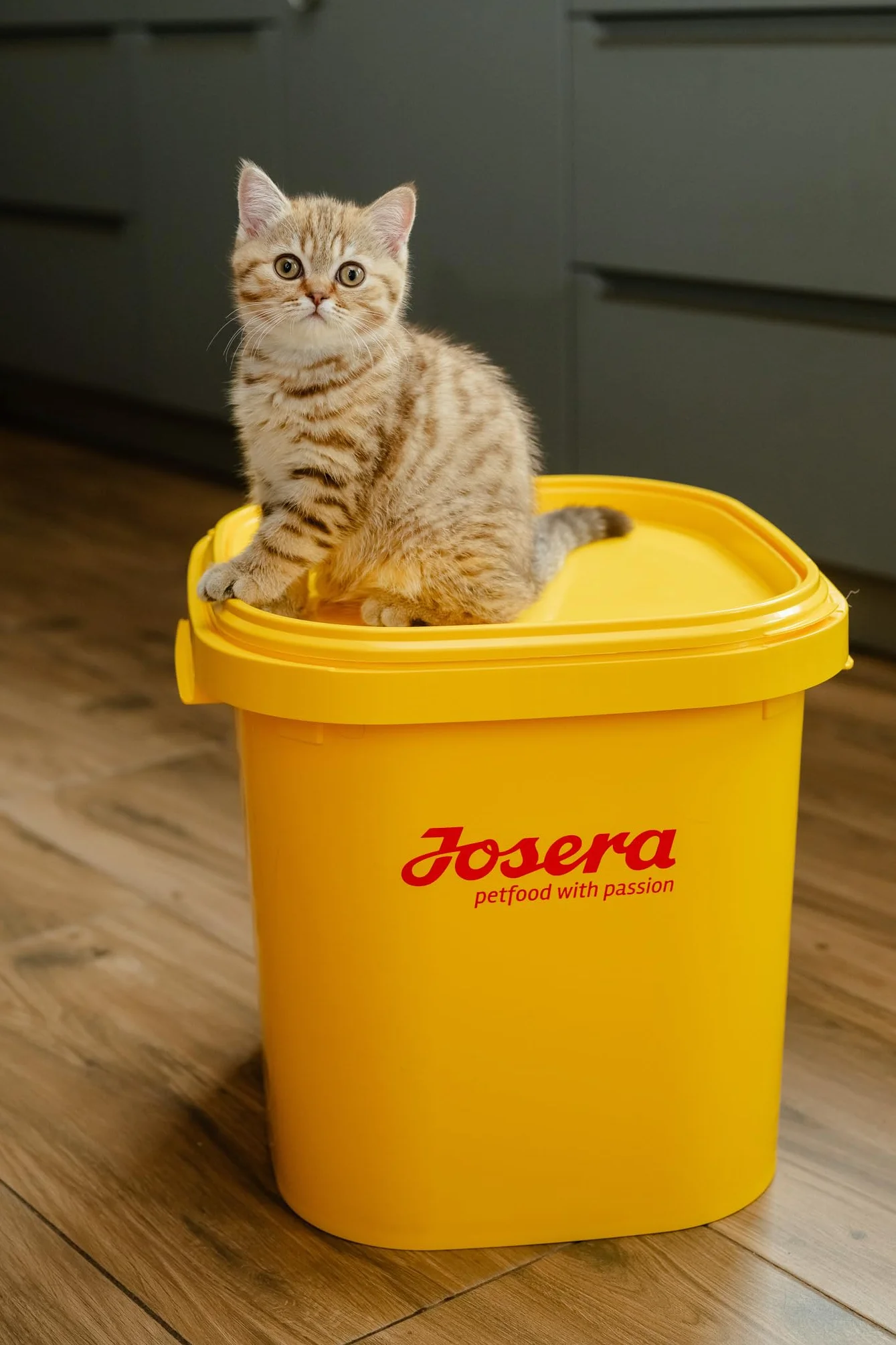 JosiCat Kitten (1 x 1,9 kg) | sucha karma premium dla rosnących kotów | sucha karma dla kotów | Powered by JOSERA