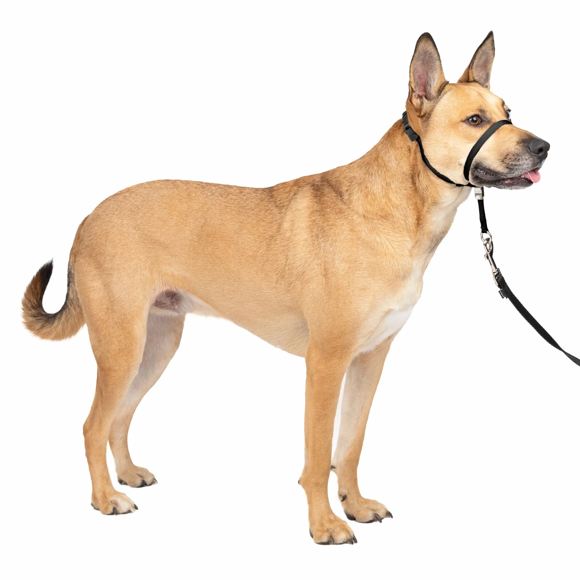 PetSafe Gentle Leader Headcollar No-Pull Dog Collar Medium Black Durable Nylon Padded Nose Loop Adjustable Fit