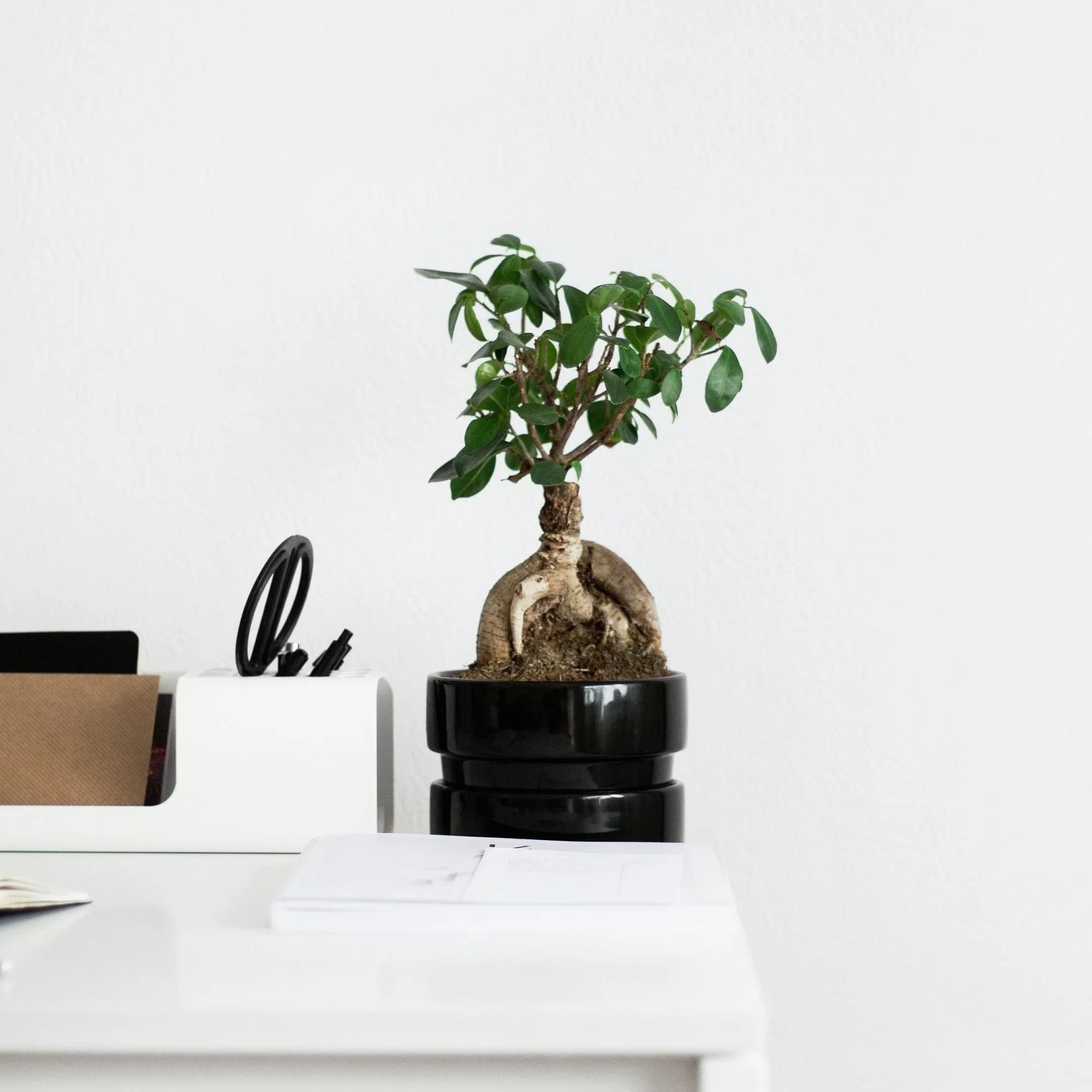 Plant in a Box - Ficus Ginseng - Drzewko Bonsai - Doniczka 12cm - Wysokość 30-40cm - Rośliny domowe