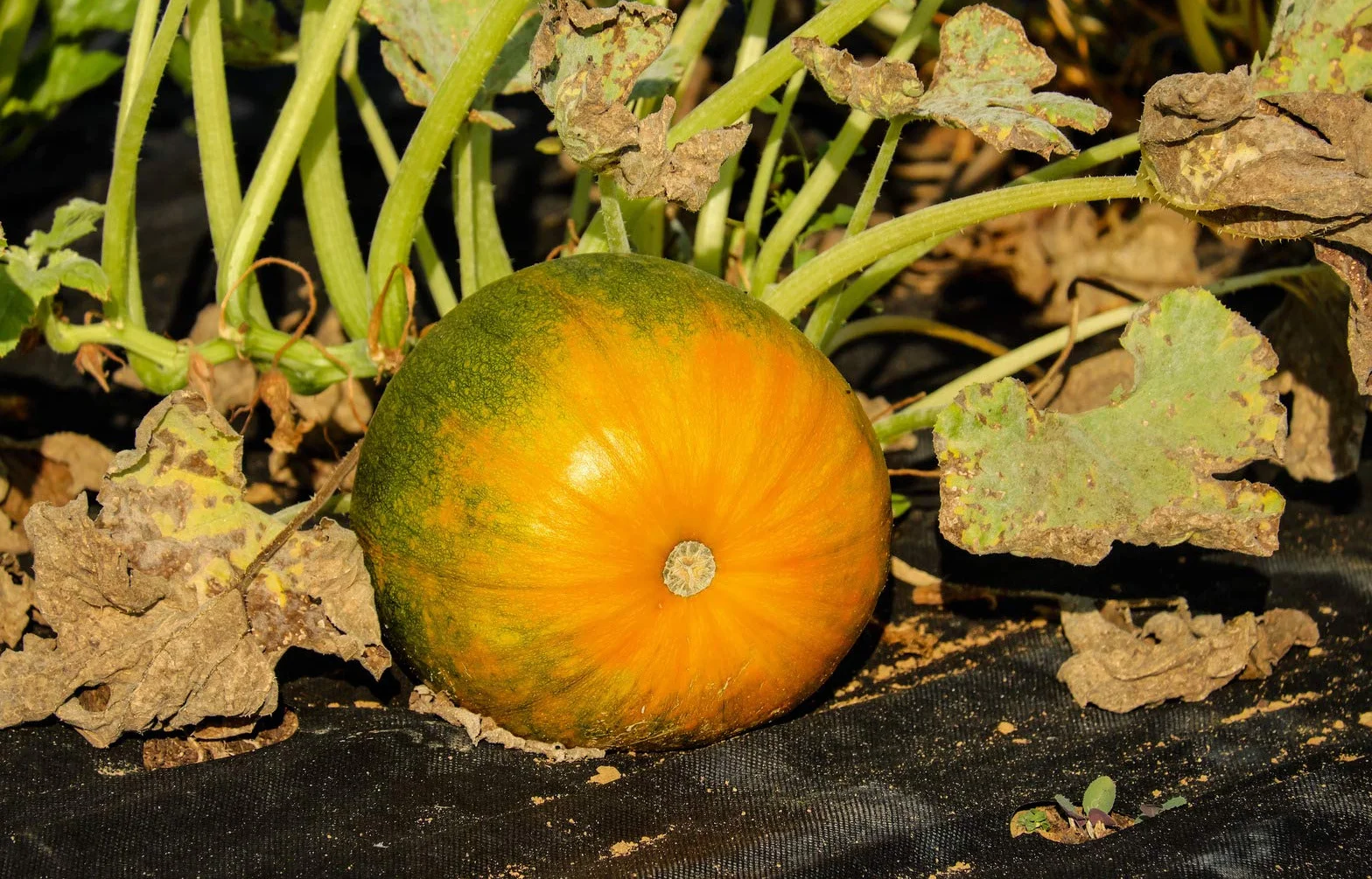 GARDENIX 8 m² Dwukolorowa brązowo-czarna tkanina antychwastowa 50 g/m² ‒ polar ogrodowy o wysokiej stabilizacji UV, odporny na rozdarcie i przepuszczalny dla wody (1,6 m x 5 m)