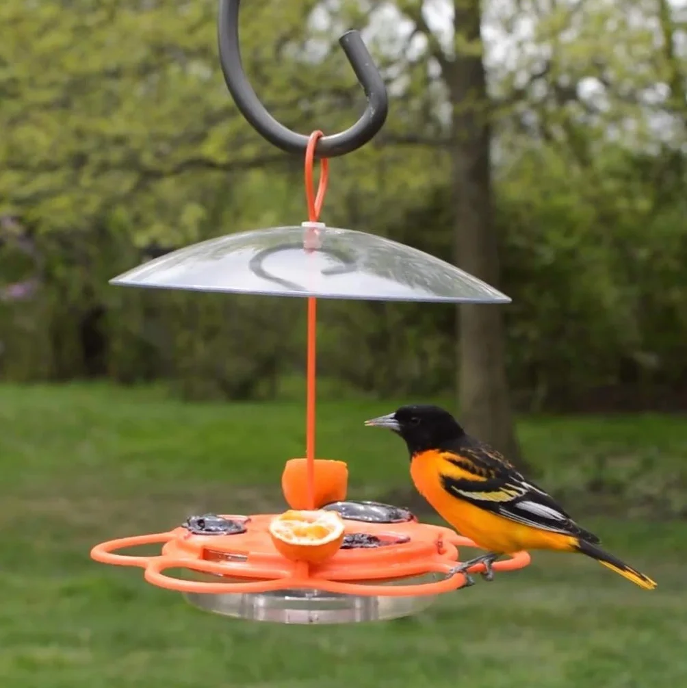 Nature's Way OFP1 All-in-One Oriole Buffet karmnik dla ptaków, pomarańczowy